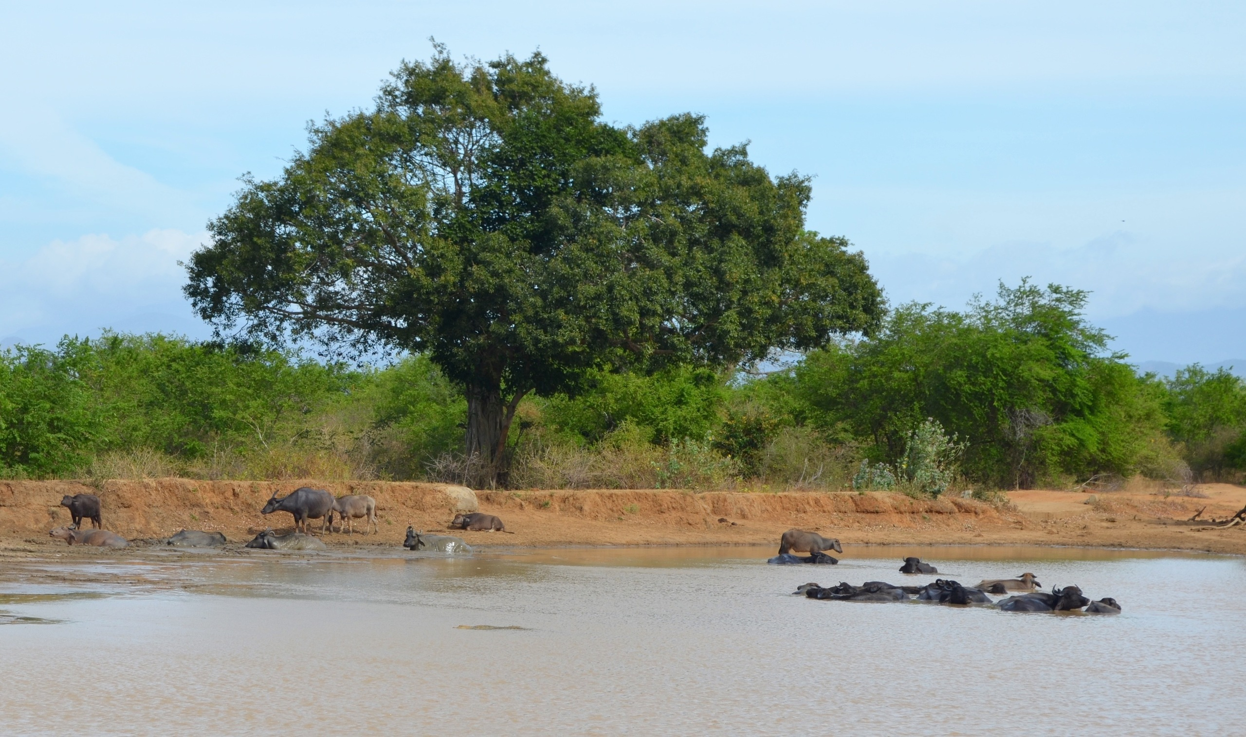 Sri Lanka — Maldives. Milok et Kirok sont des gens positifs et réels. Nous serons ravis de v