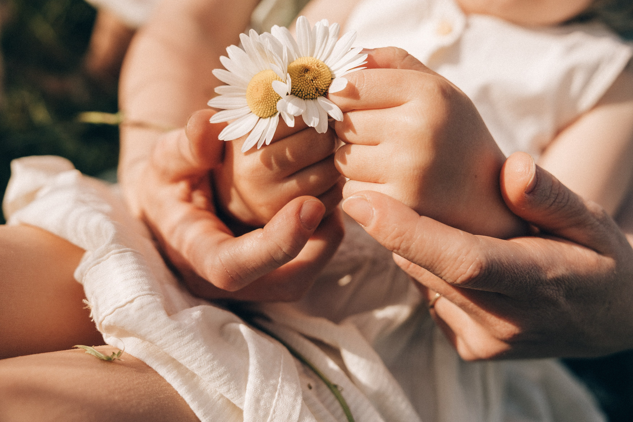 Family photoshoot in a daisy meadow at golden hour — natural light, warm tones, candid moments between a mother and her daughters. Lifestyle and Family Photographer in Pisek Oxana Telupilova
