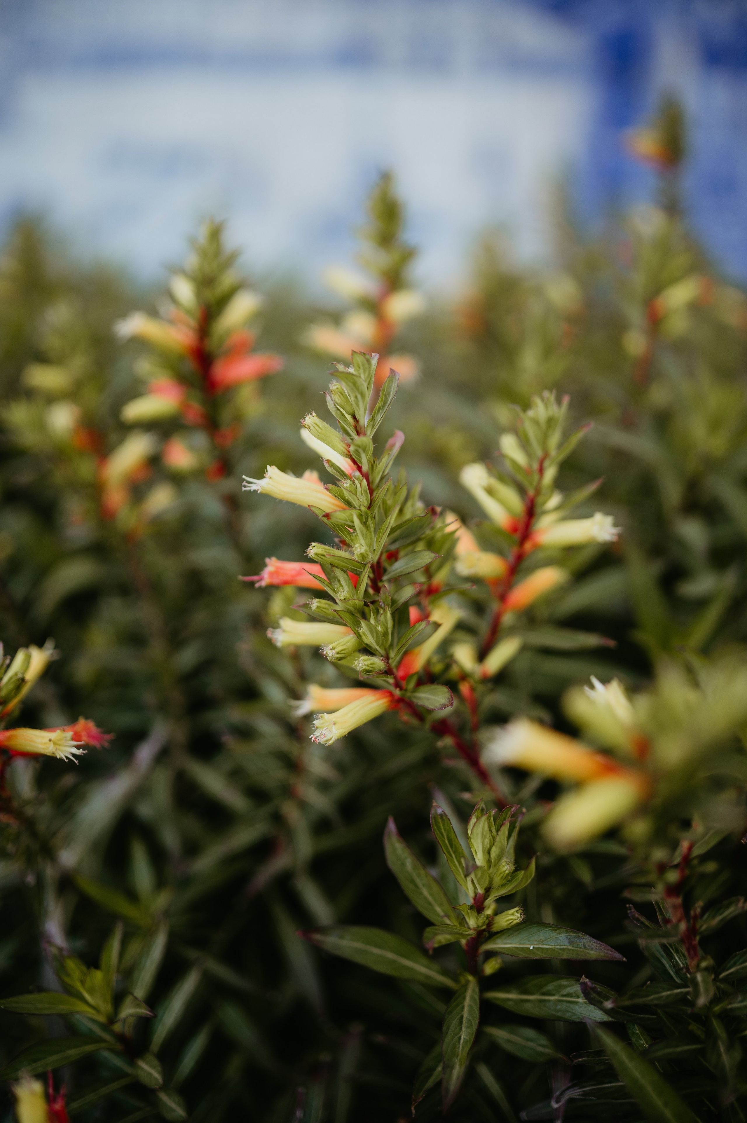 Ședință foto romantică în Lisabona – Inspirație pentru fotografiile de nuntă. Valentin Melen - fotograf de nunta 🤍