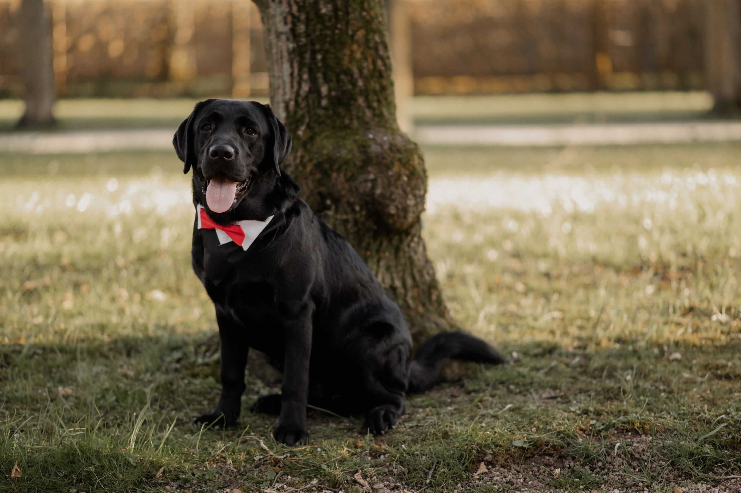 AFTER-WEDDING IM HOFGARTEN ANSBACH. Fotografin Ansbach - Paare | Hochzeit | After Wedding
