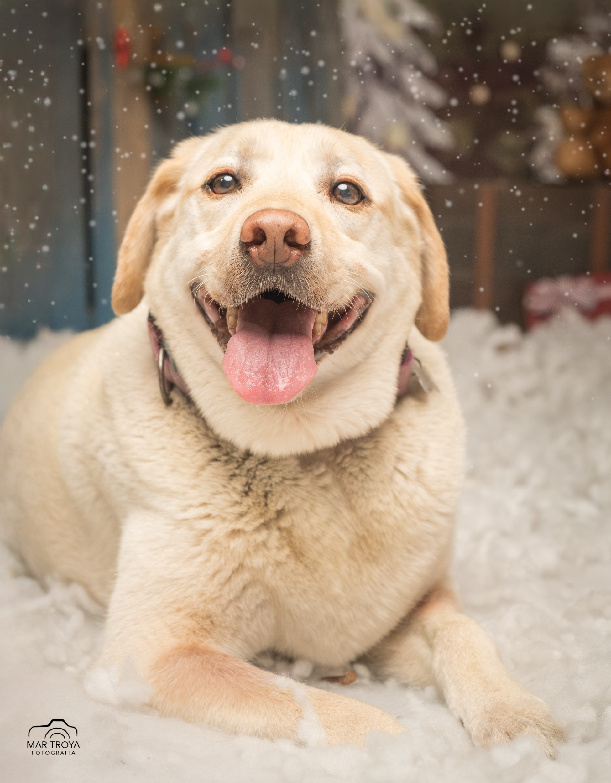 Navidad 2025. Fotos con huella, fotografía de perros y mascotas en Sevilla