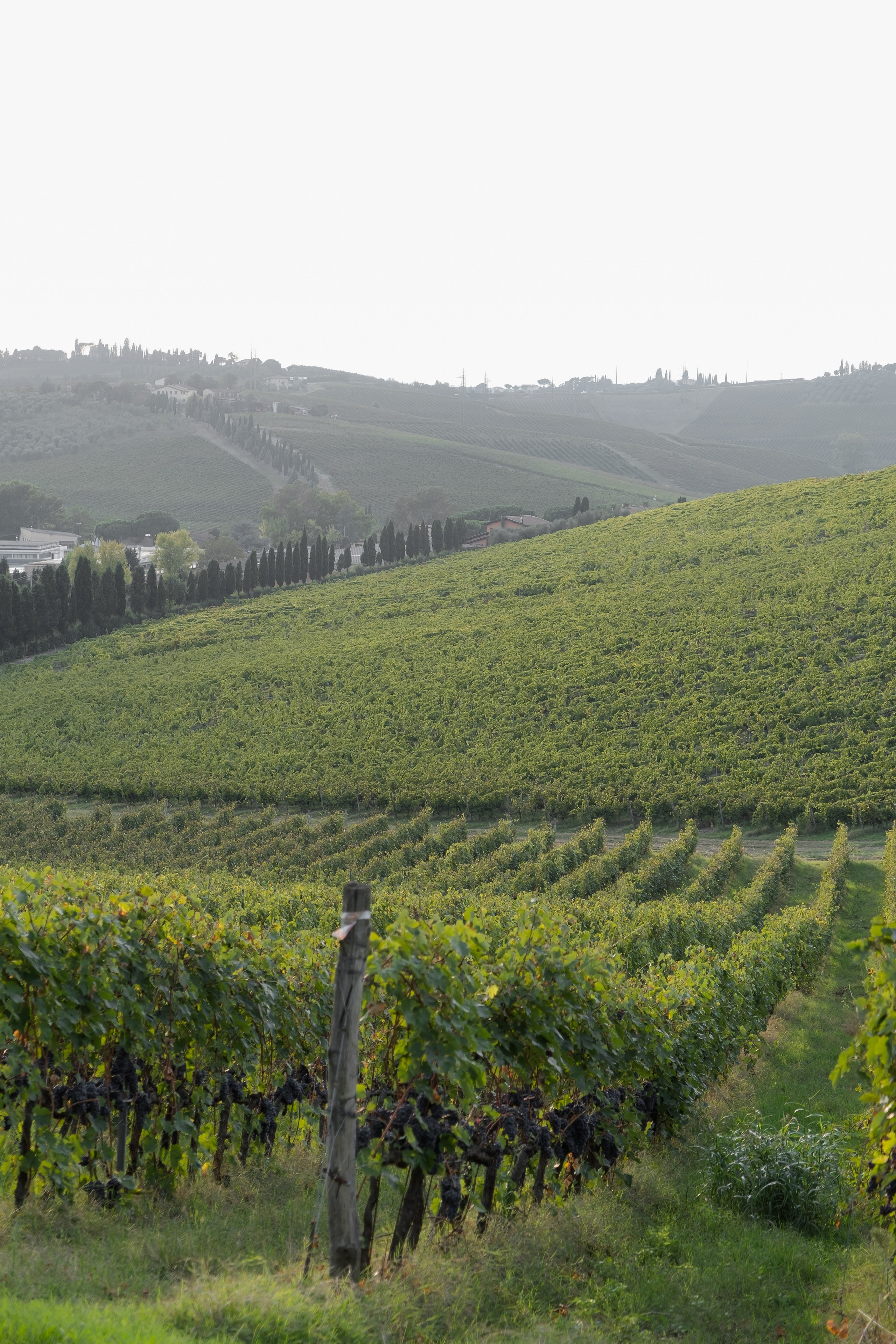 Dom&Ally. Wedding photographer Italy