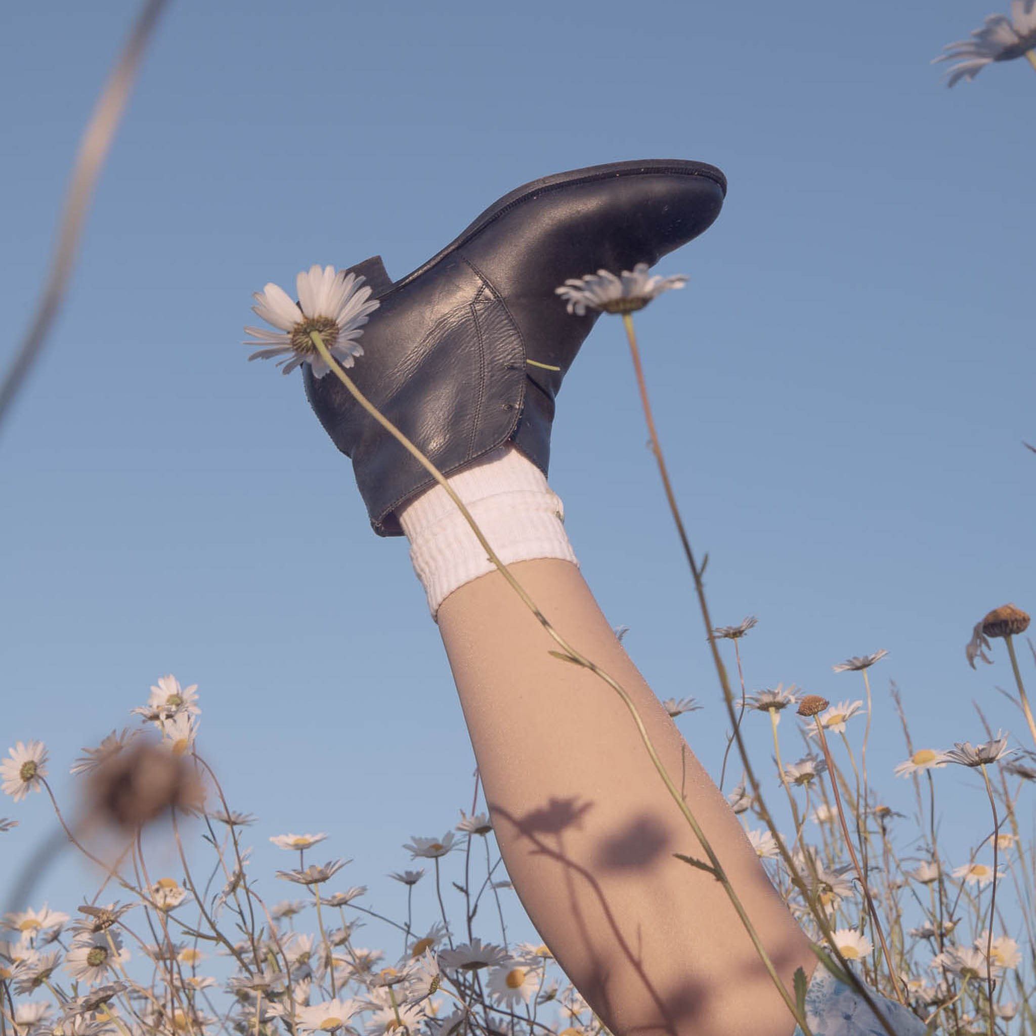 DAISIES. Natalja Poplavska — Visual artist, Photographer, East Sussex, London