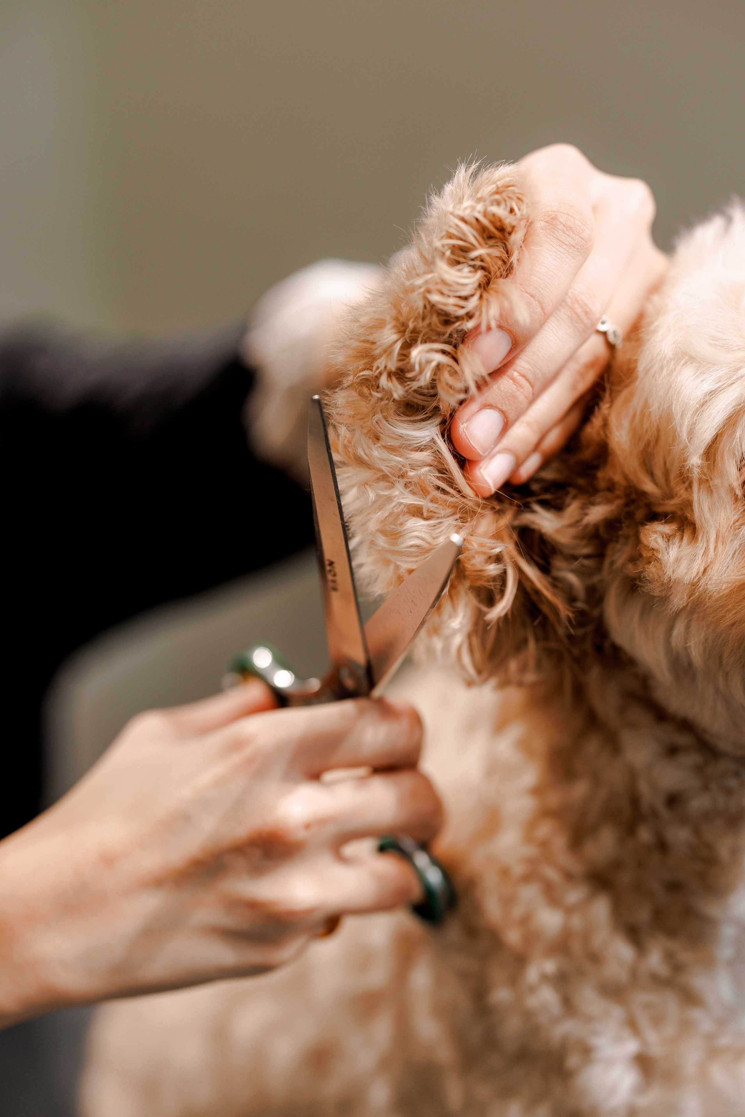 Bark & Bones. Familien- & Hochzeitsfotografin Schweiz. Valeria Diaz in Zürich und Umgebung