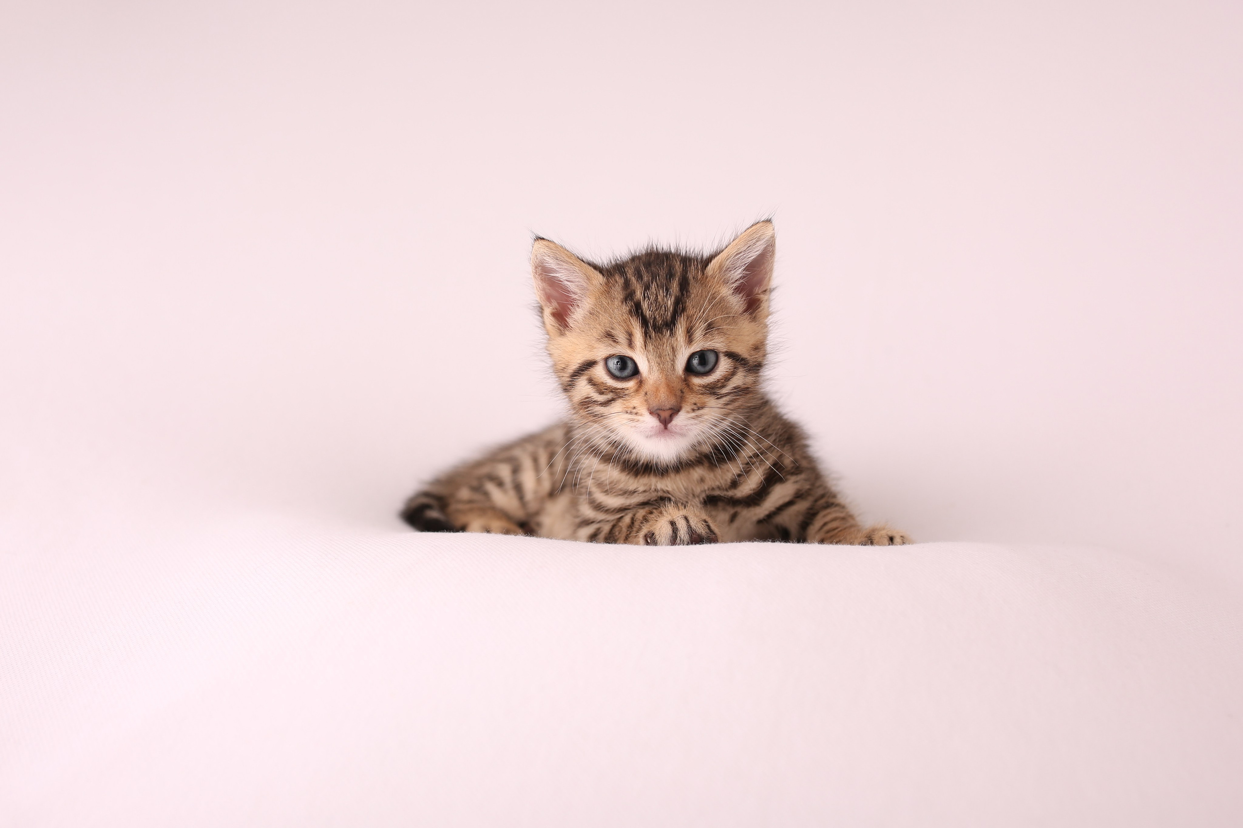 Haustiere. Neugeborenen, Familien, Geschwister Fotografin aus Delmenhorst