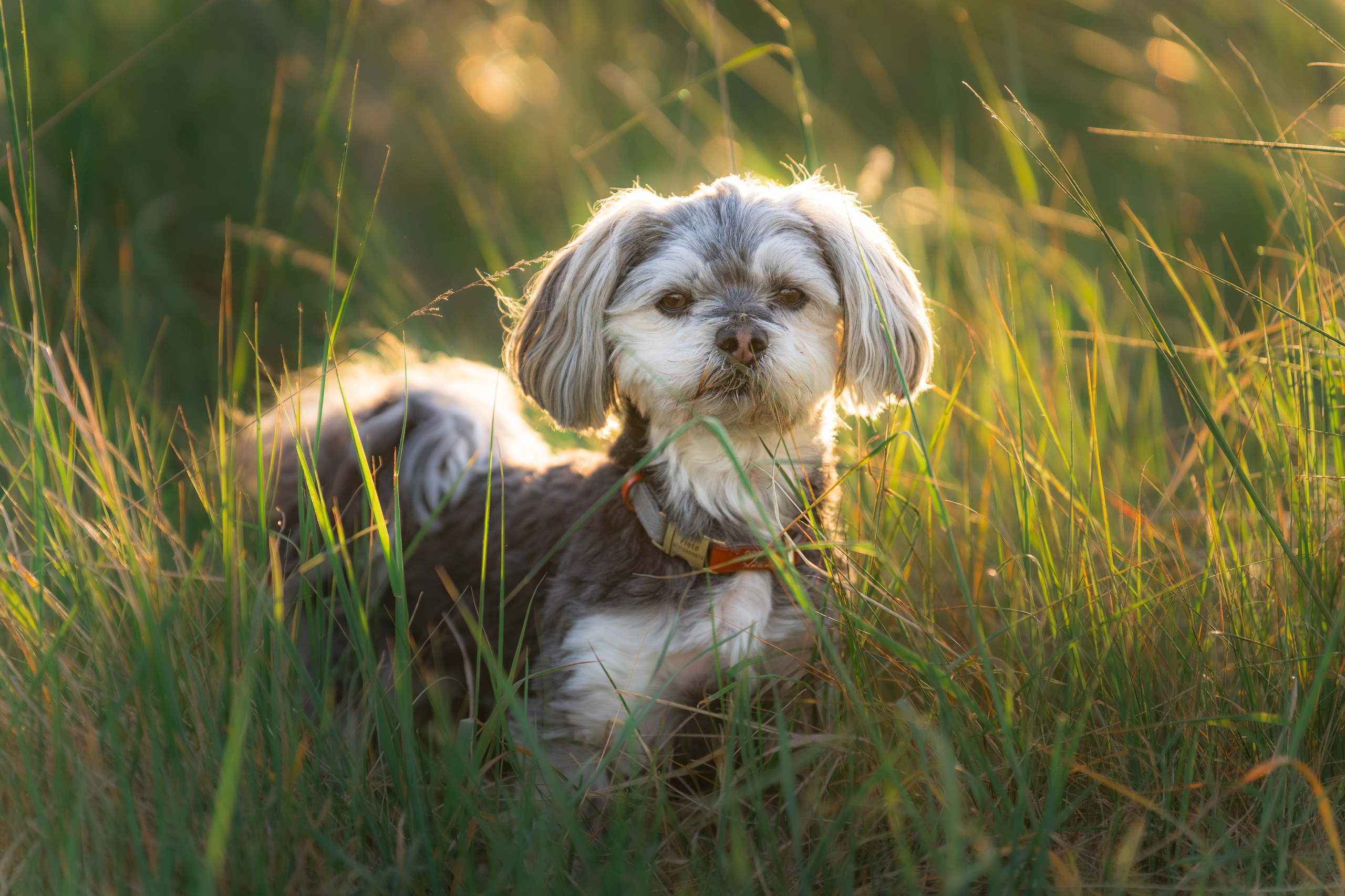 Hundeshooting - Fiete. Thorben Ihler - Dein Fotograf aus Emden