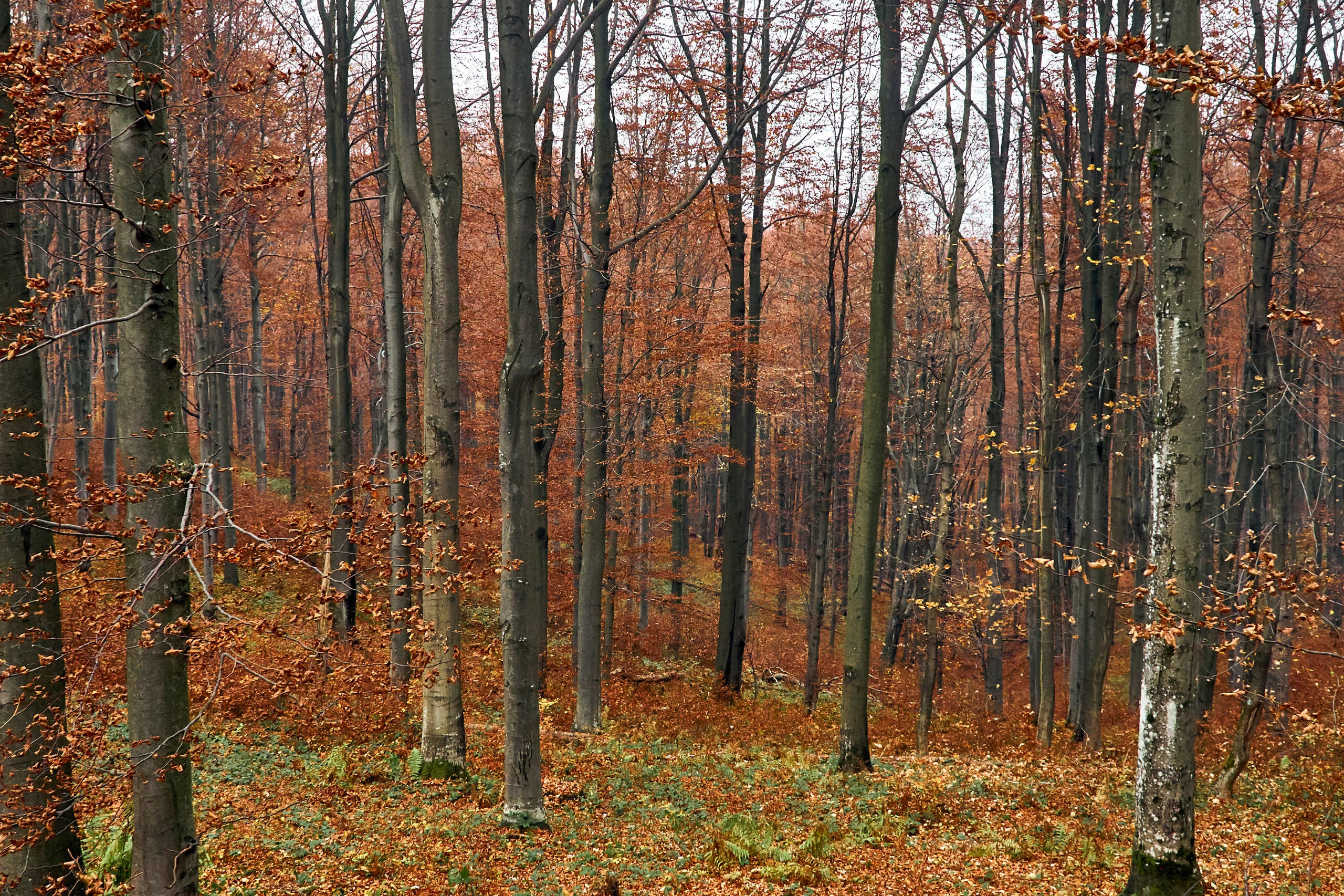 Bieszczady - tu zatrzymuje się czas. Andriej Szypilow - Fotografia & Wideografia