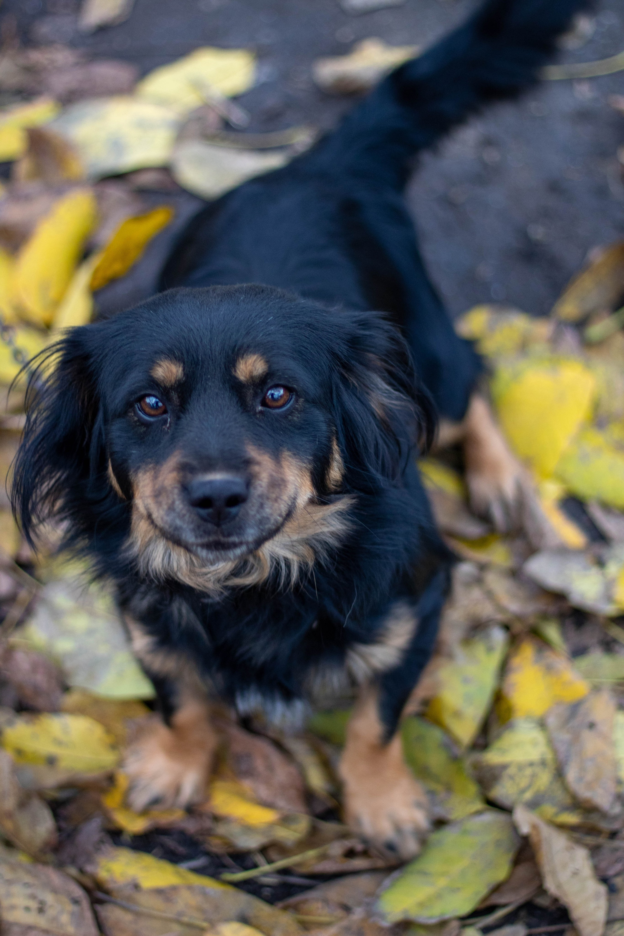 Black and tan puppy sitting on colorful fallen leaves, looking up curiously.
