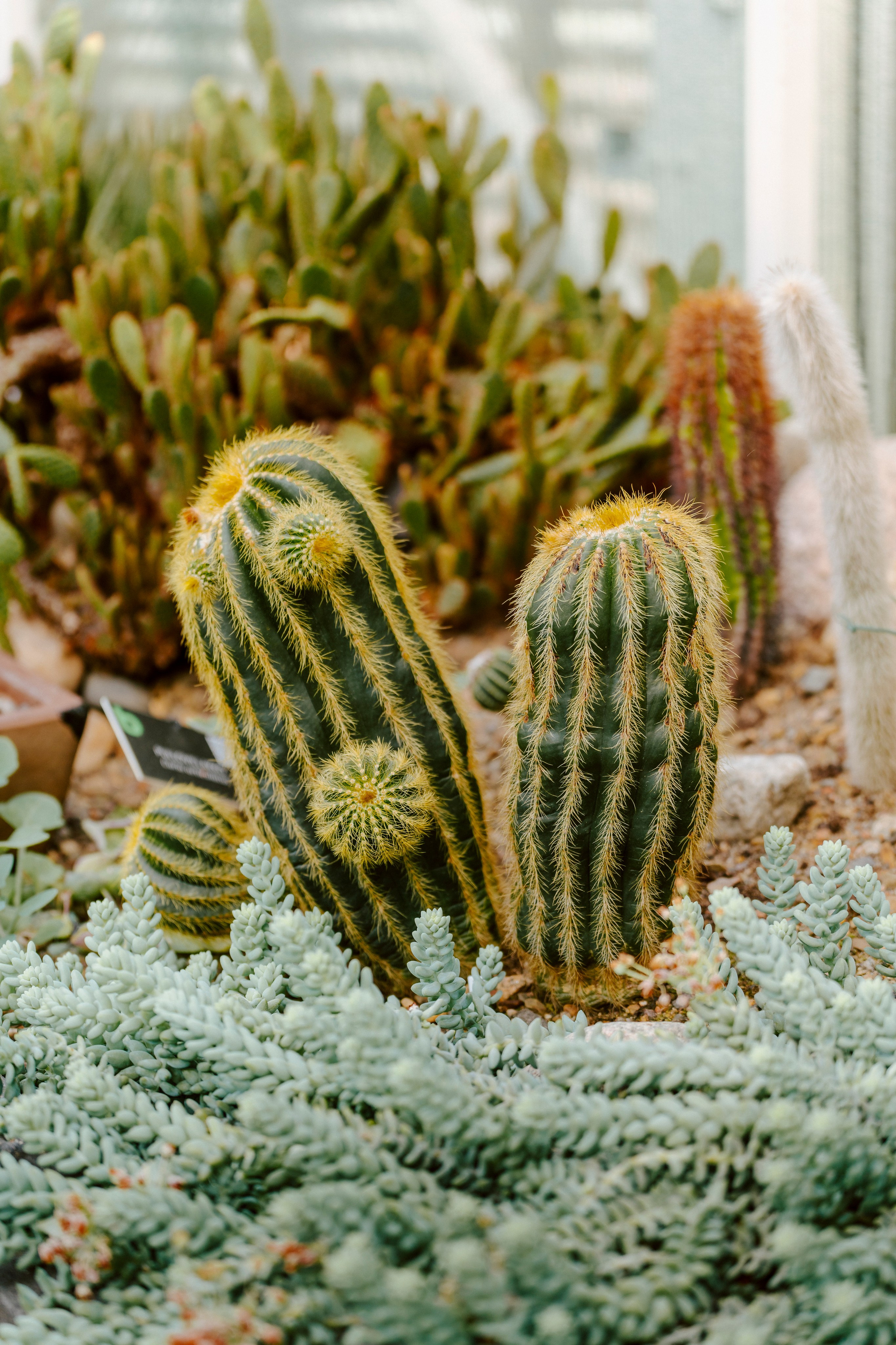 Gallery. Natasha Shakh