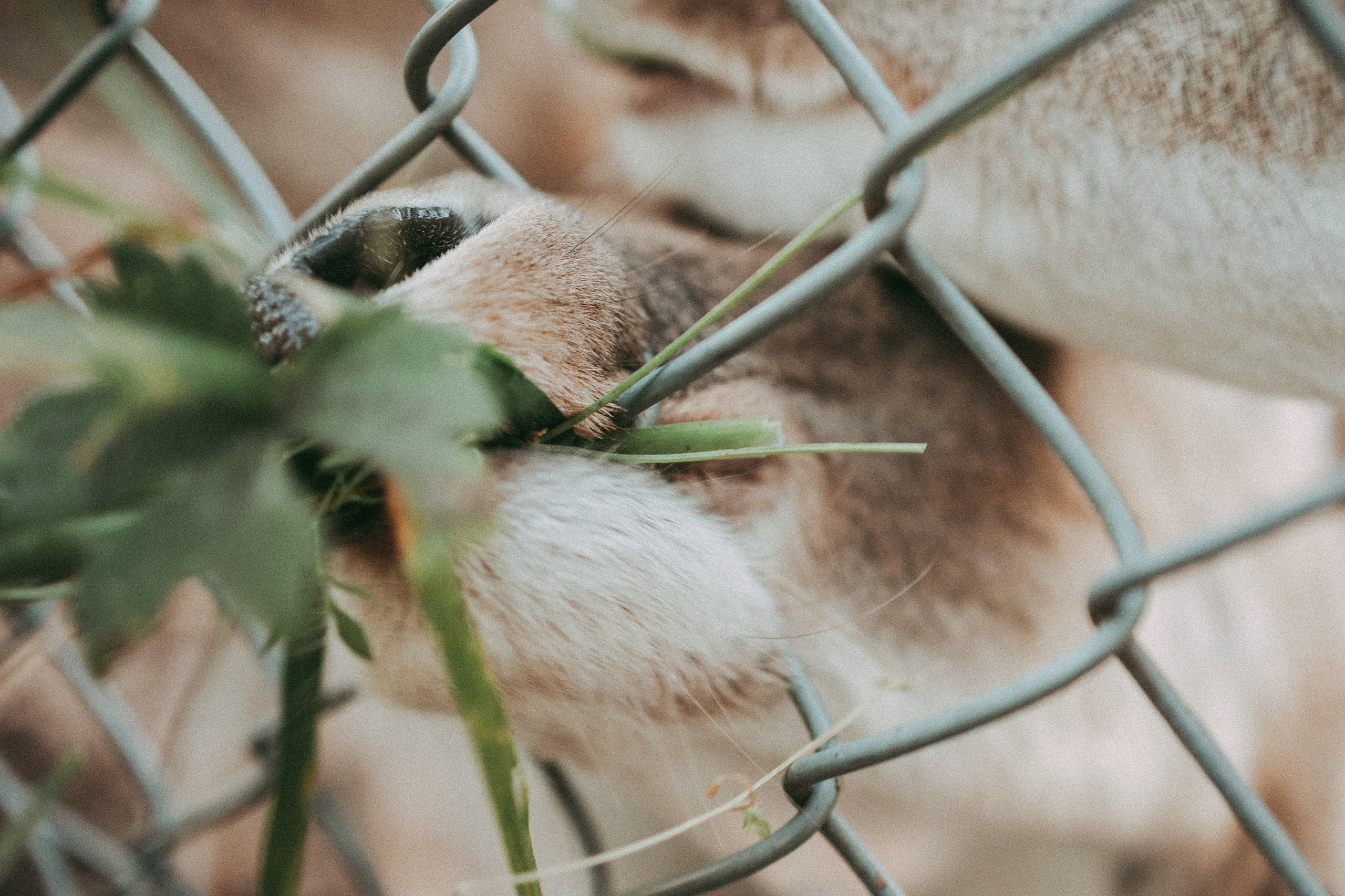FAMILLE. Семейный фотограф во Франции (Мец, Люксембург)