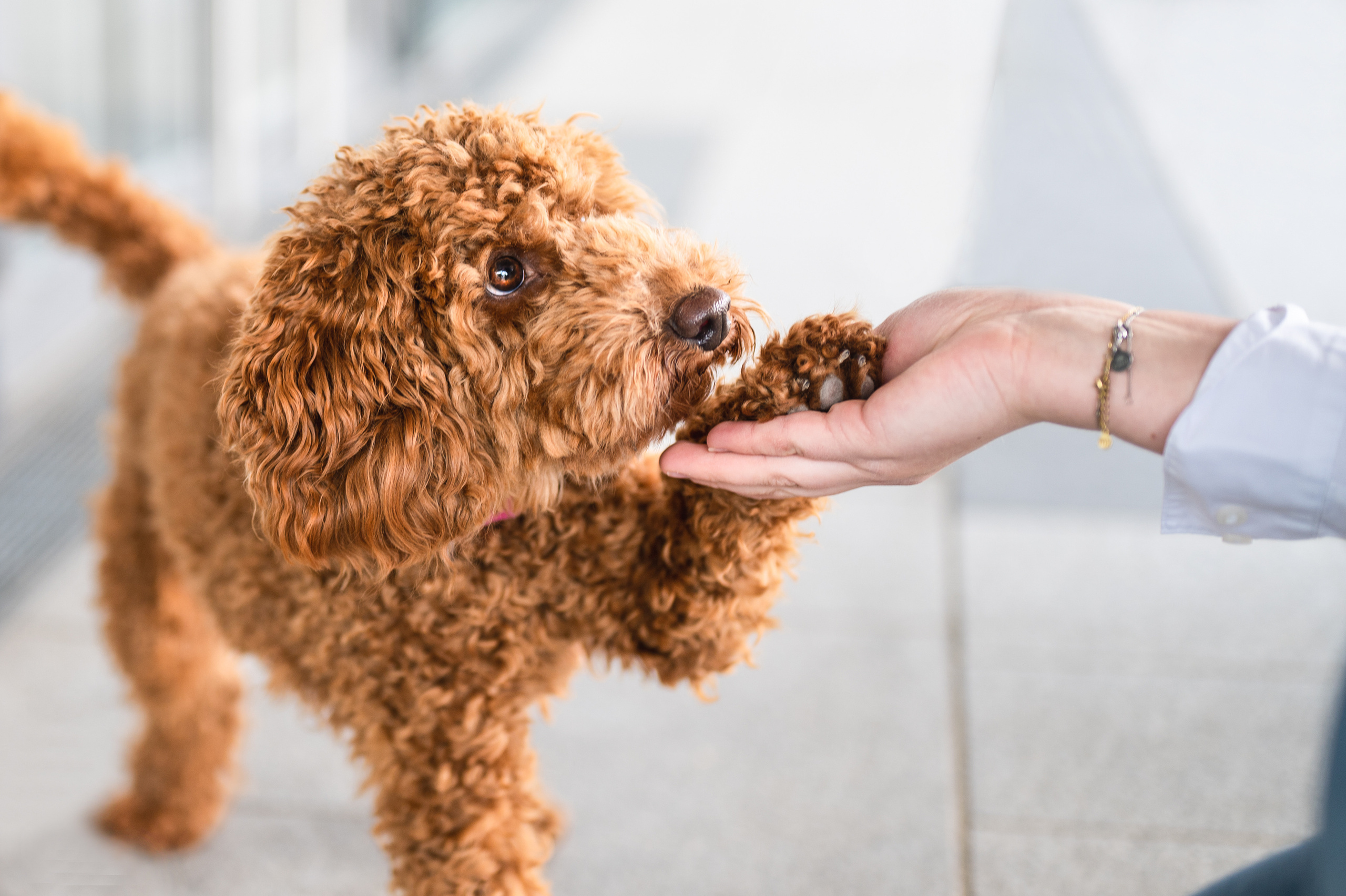 Tierfotografie und Familienfotografie in der Hallertau