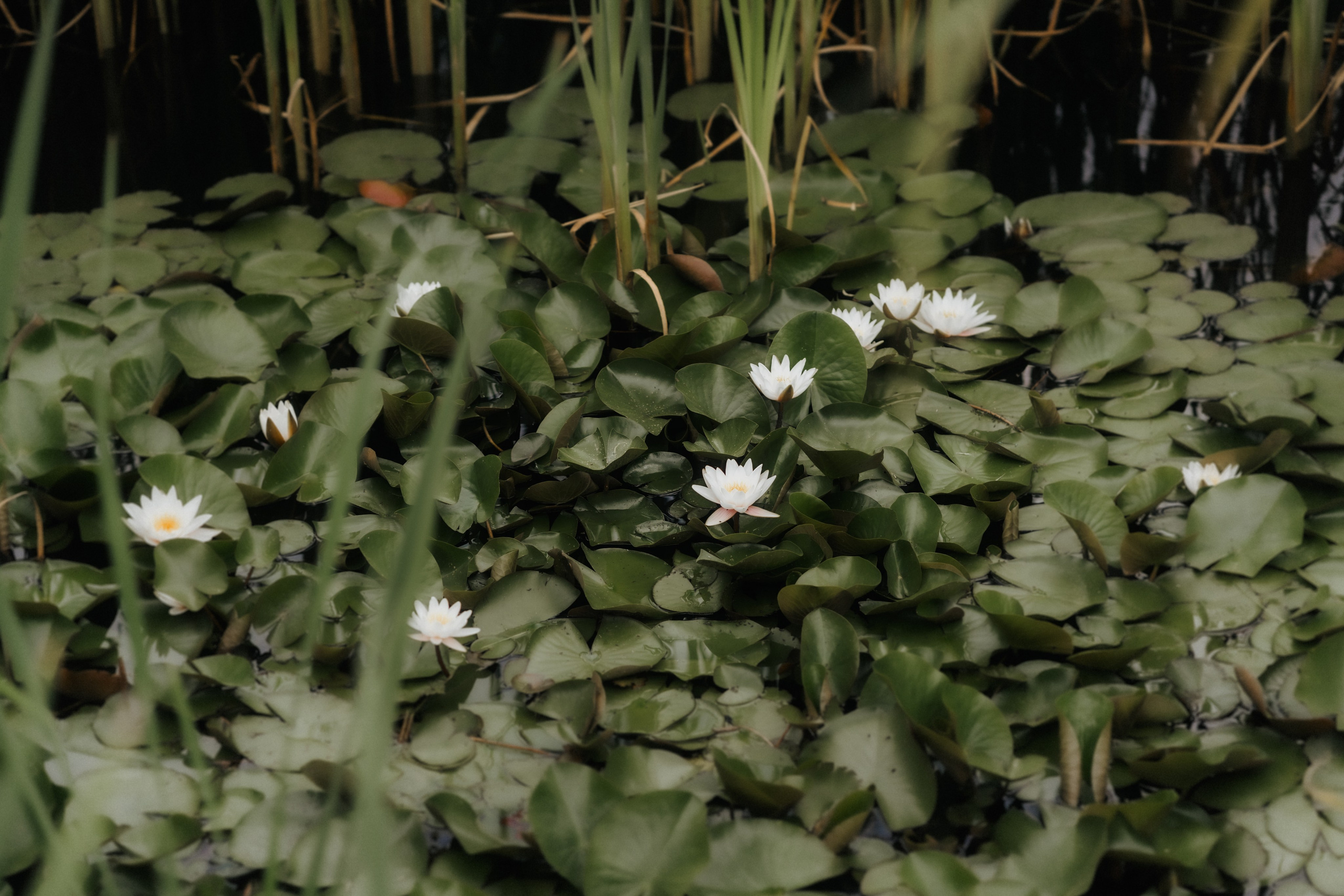 Andreea - Dan | Buzau