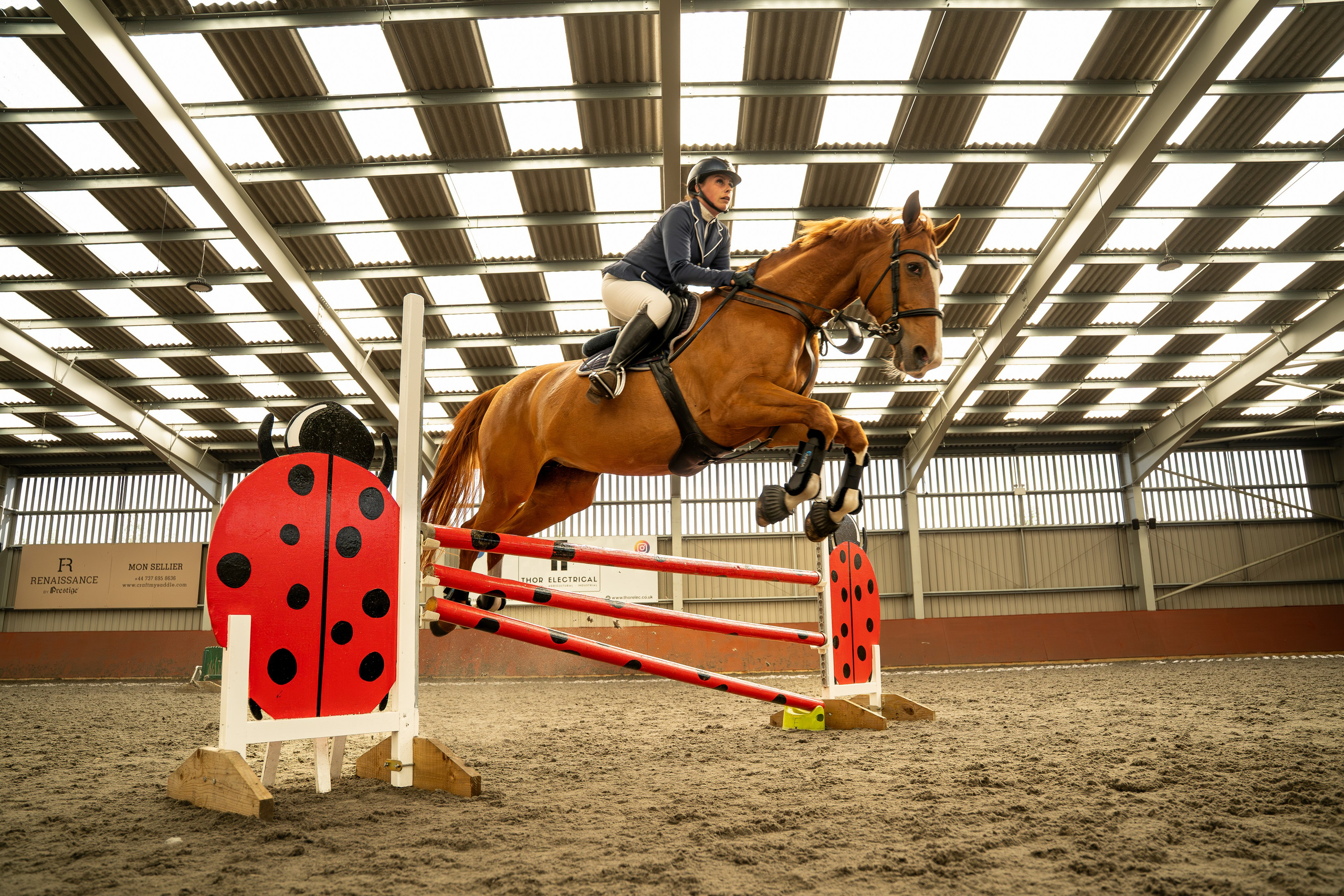 Fast-paced equine show jumping action at well-lit indoor arena in Leicestershire