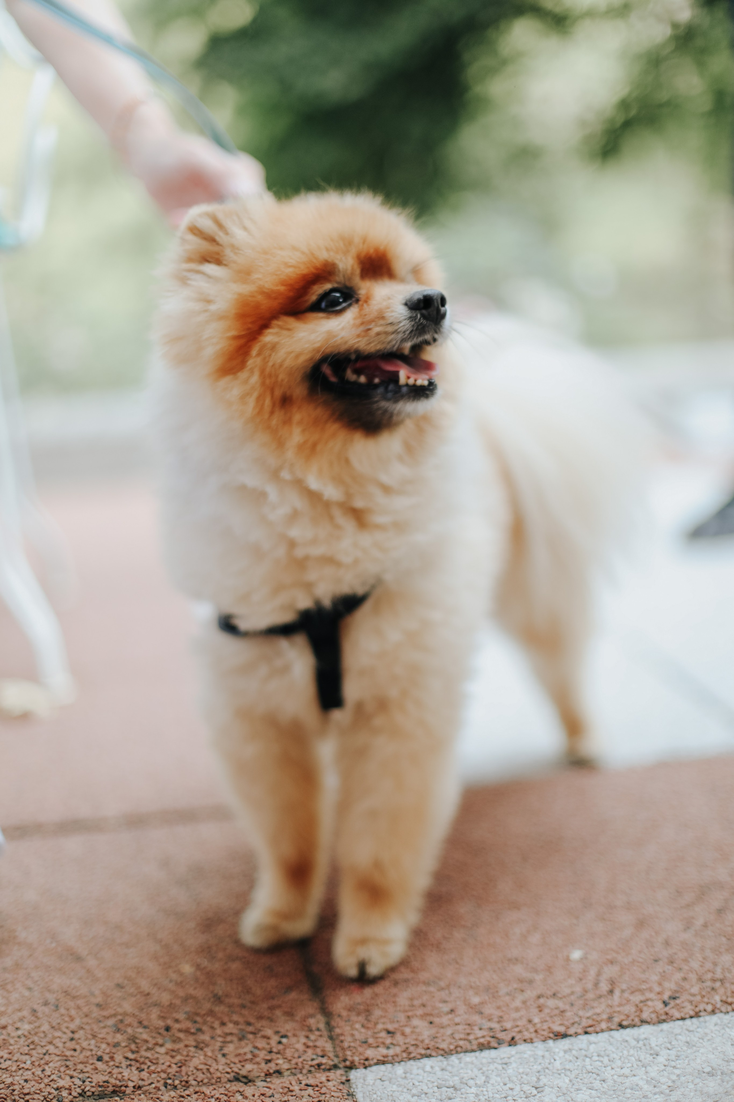 MAtthias & Marina. Flora Grigoryan Wedding Photography