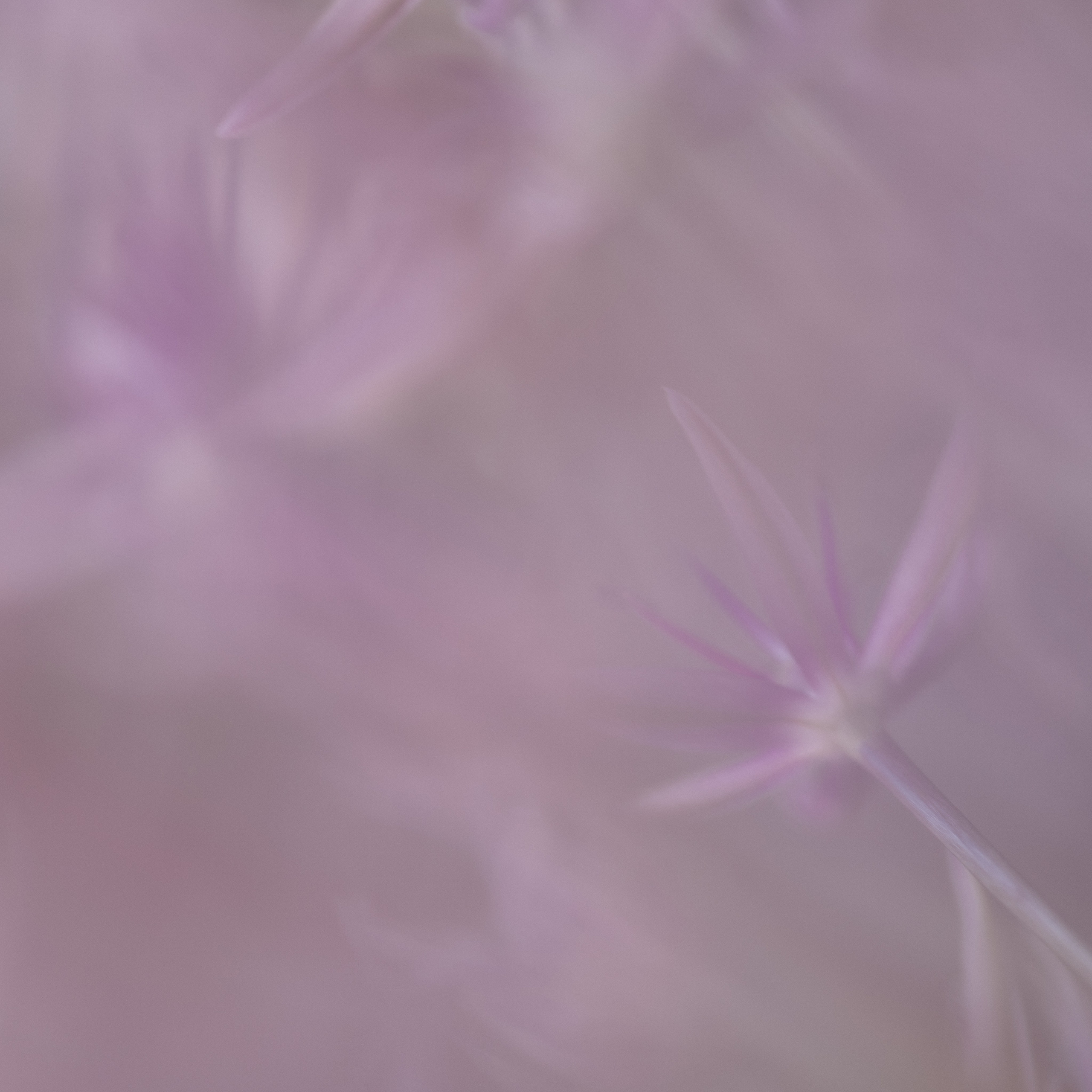 50 SHADES OF PURPLE. Natalja Poplavska — Visual artist, Photographer, East Sussex, London