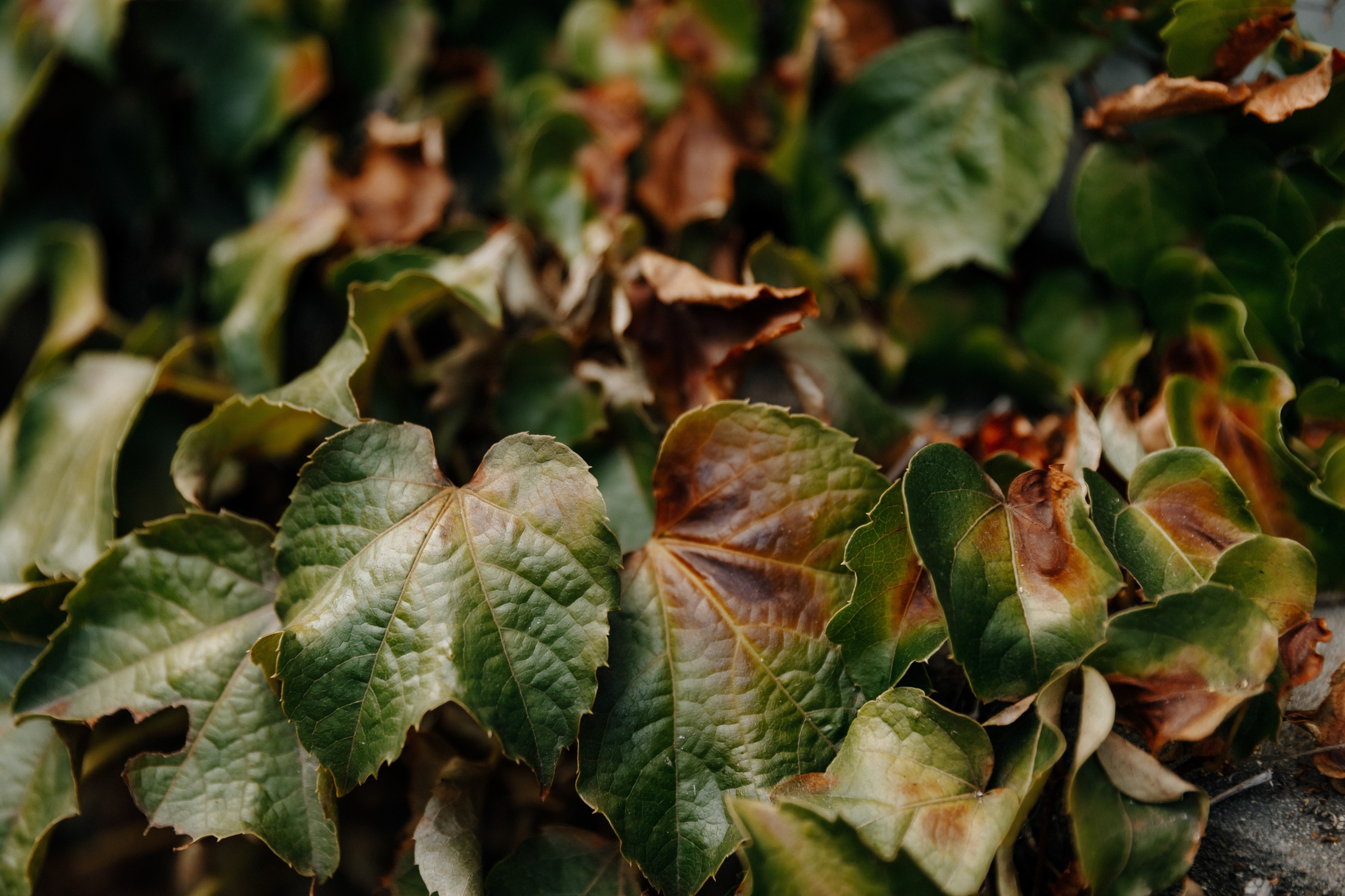 Wedding — Dumitru & Victoria. Fulga Photographer