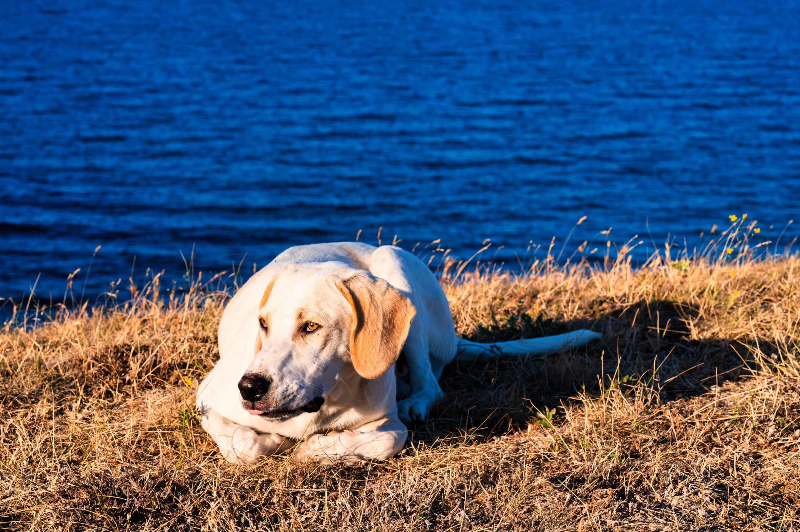 Sedinta foto Trash the Dress Alexandra&Vali