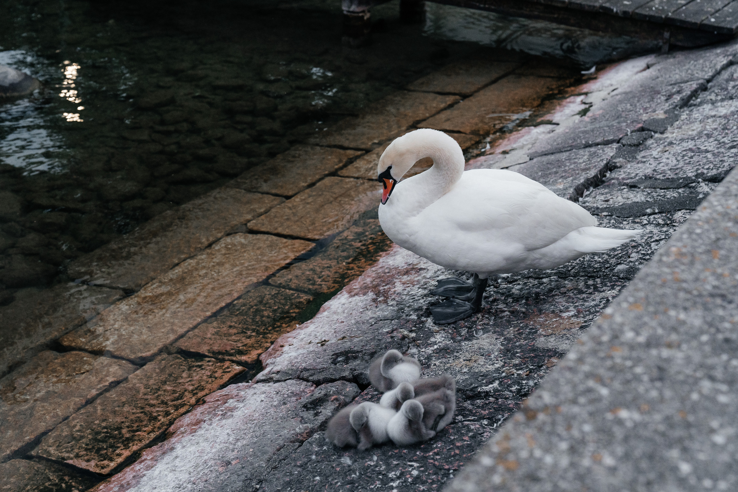 Hochzeitfotograf Linz