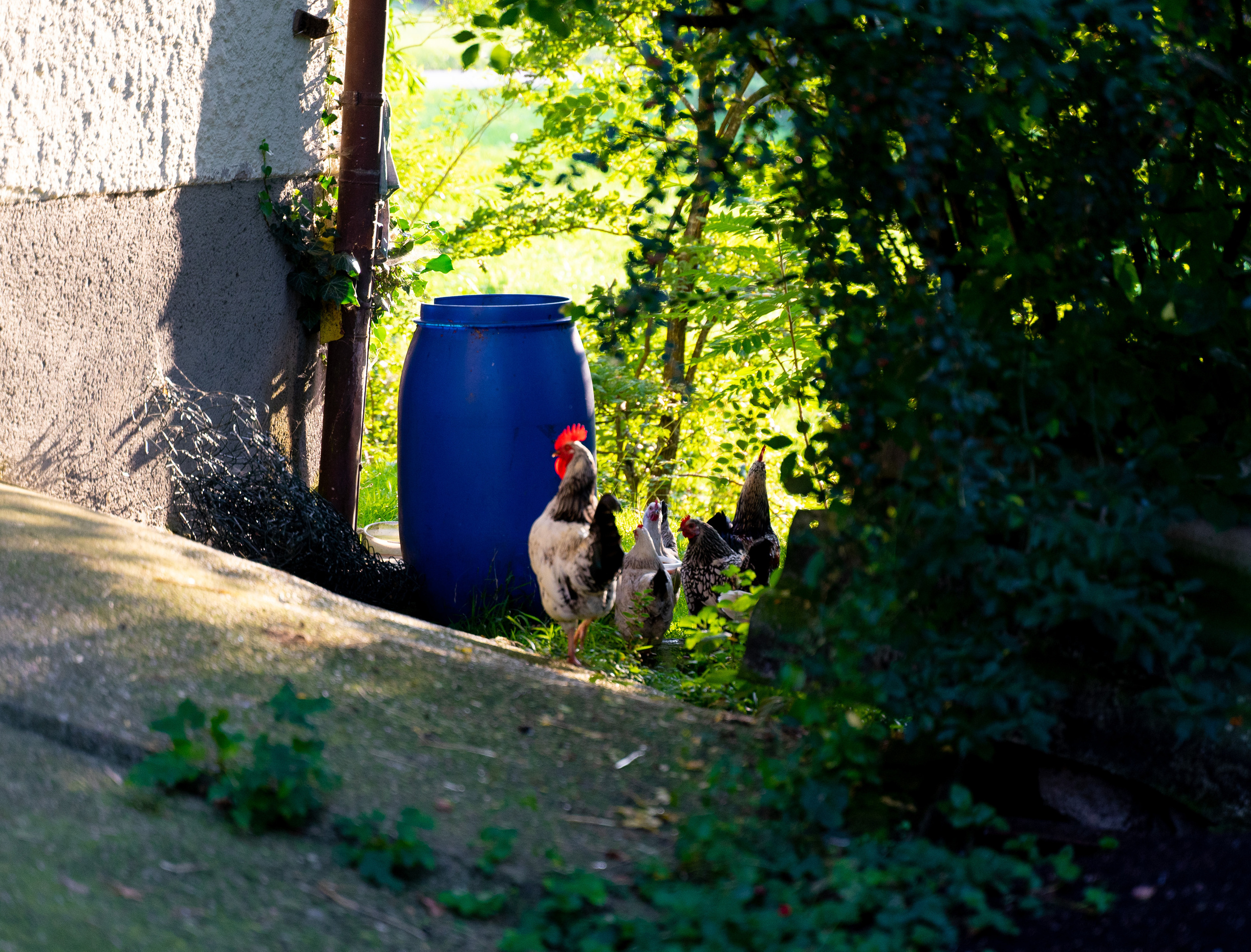 Am Bauernhof. Hallo, ich bin Nadya - Fotografin aus Linz, Oberösterreich
