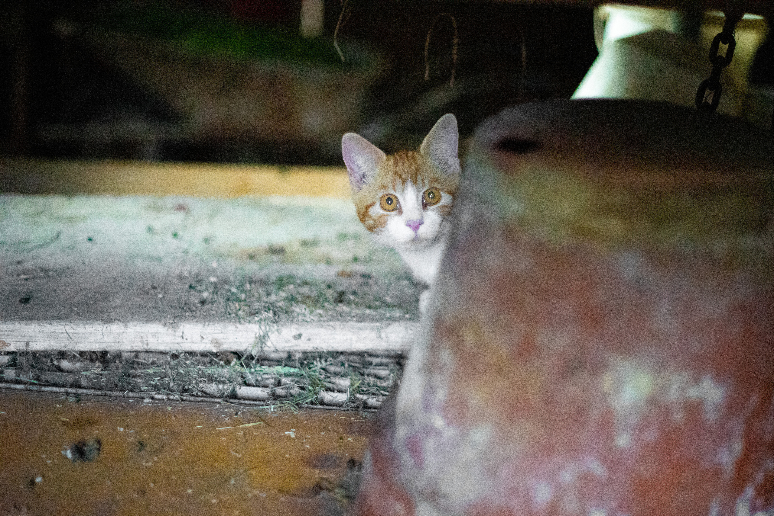 Am Bauernhof. Hallo, ich bin Nadya - Fotografin aus Linz, Oberösterreich