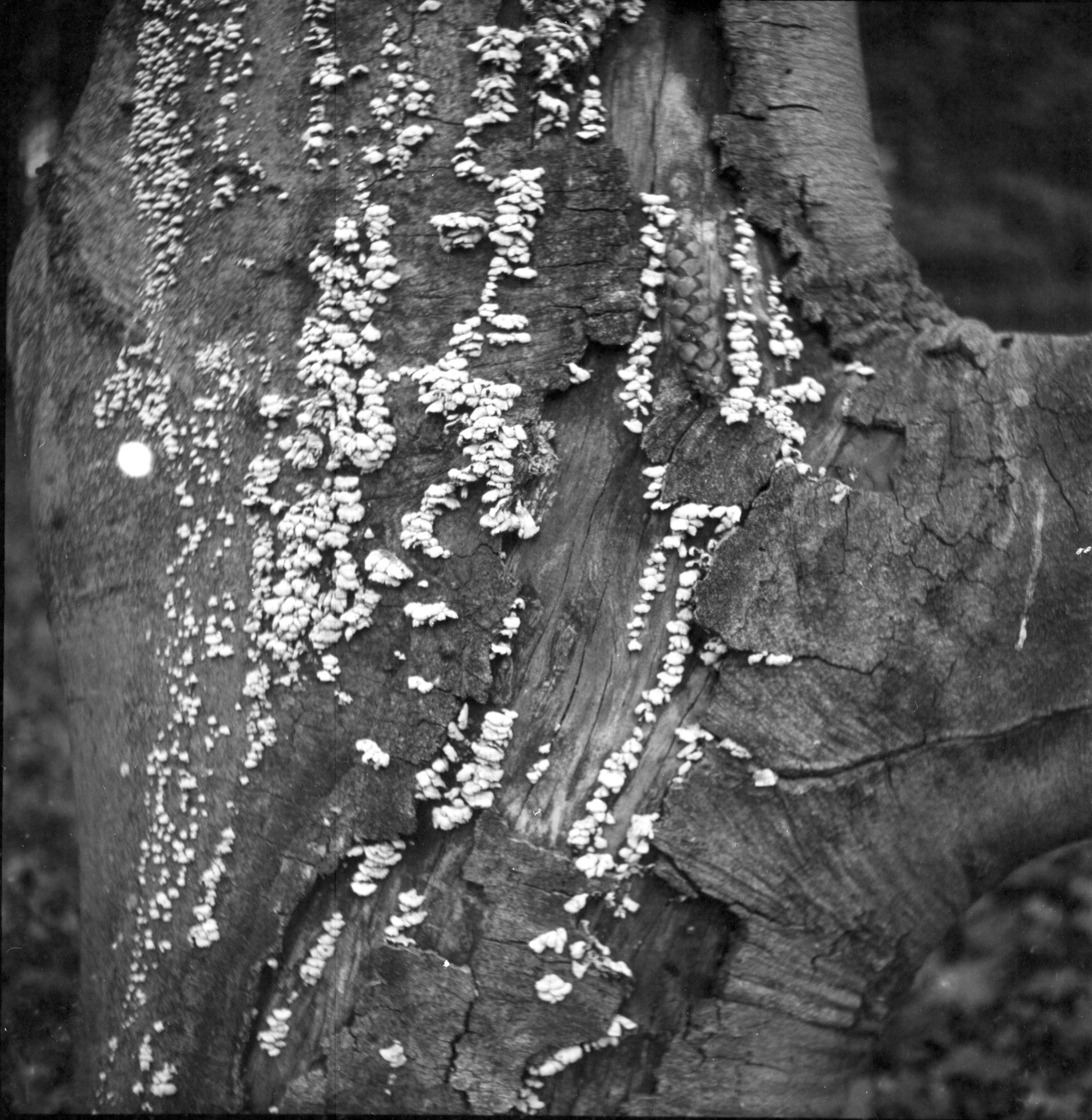 When it is day for angels in heaven, it is night for people on earth. Natalia Parfenova visual artist film photographer