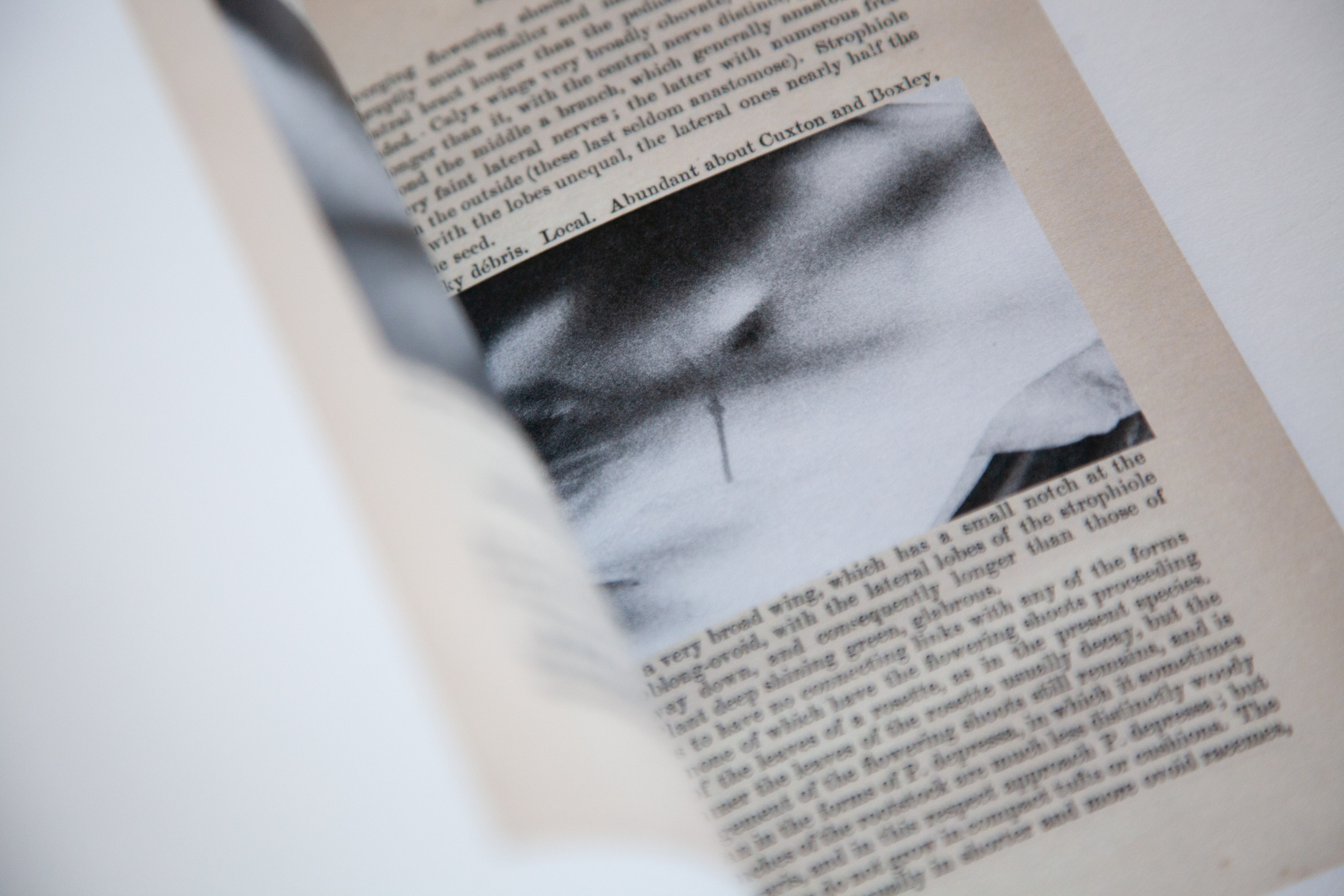 The Garden of Earthly Delights. Sveta Kaverina