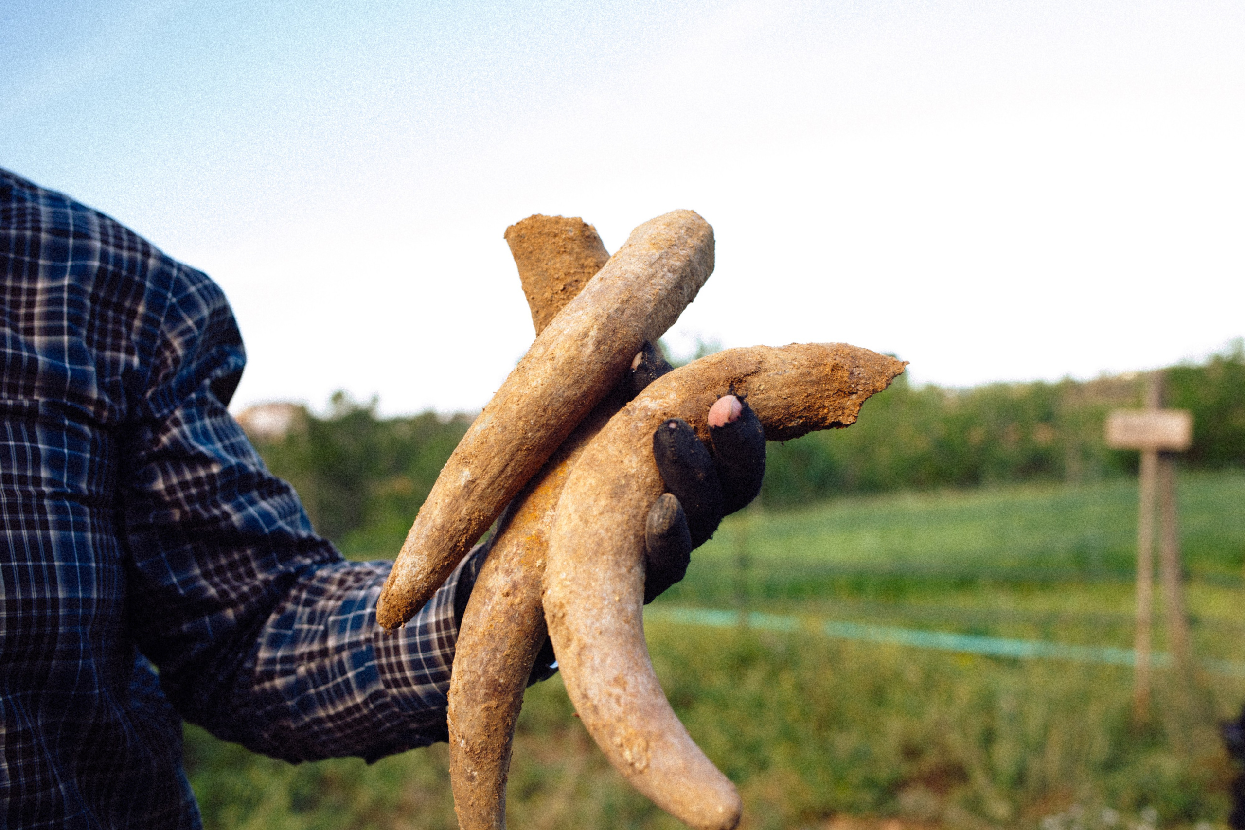 Farmer’s hands holding cow-horn manure at Gramona, part of biodynamic work that brings people closer to natural cycles