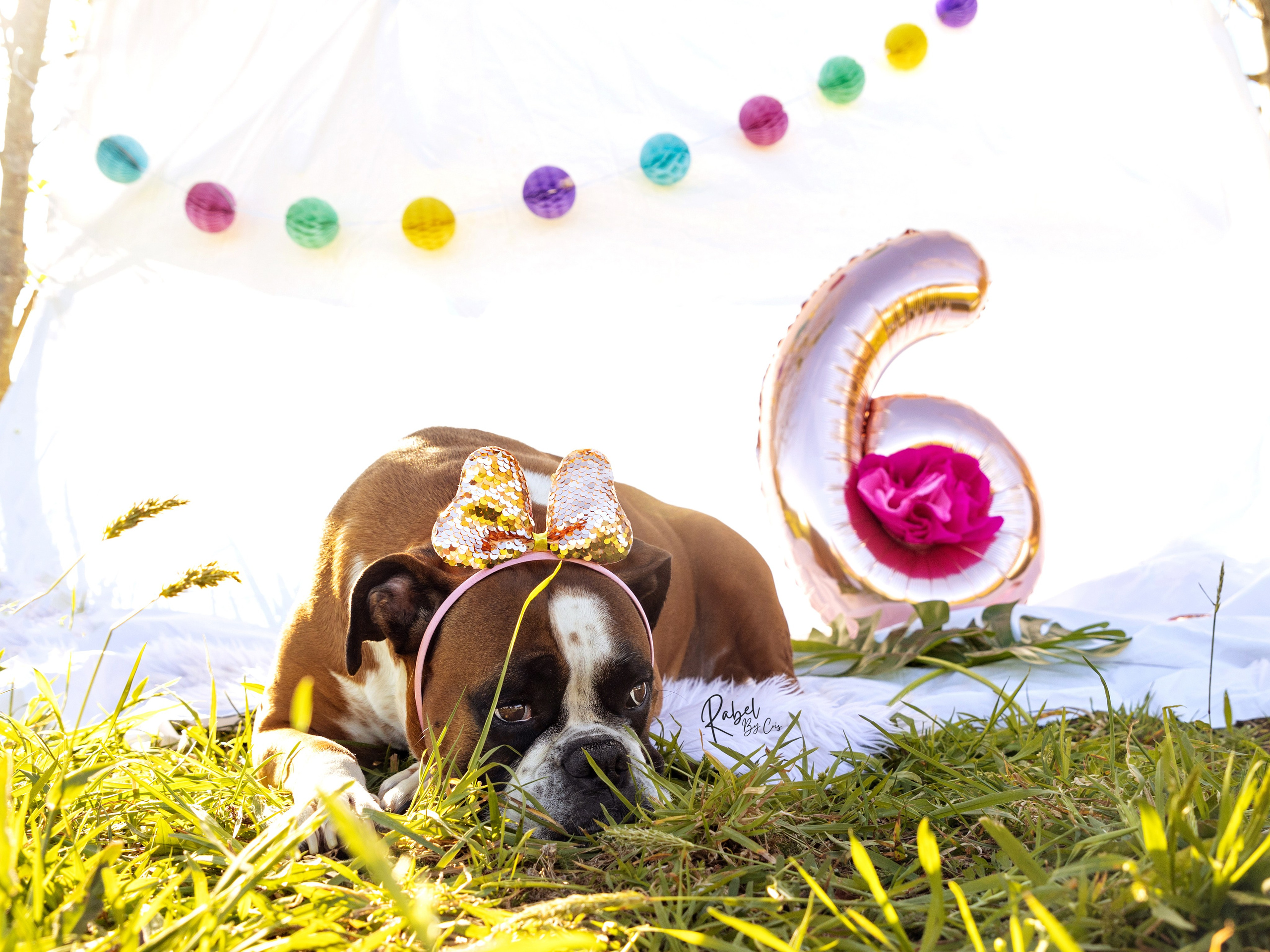 Sesiones fotográficas a mascotas. RabelByCris Fotógrafa en Coruña de Eventos, sesiones, mascotas