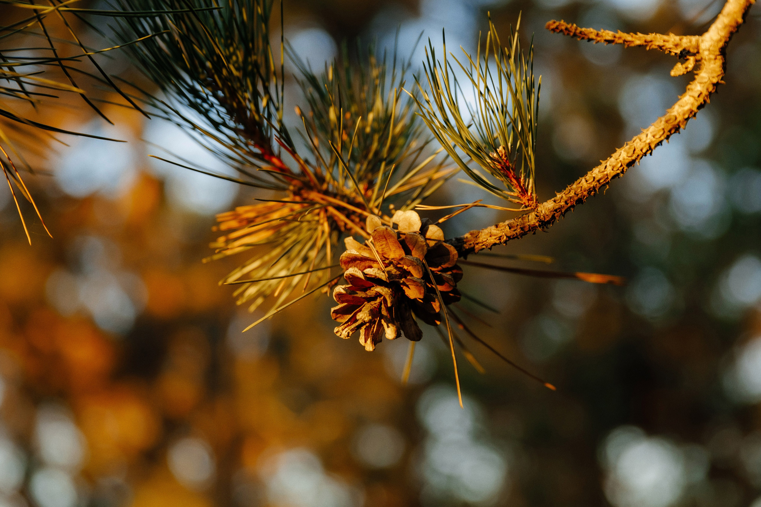MIHAELA + ANDREI. Fulga Photographer