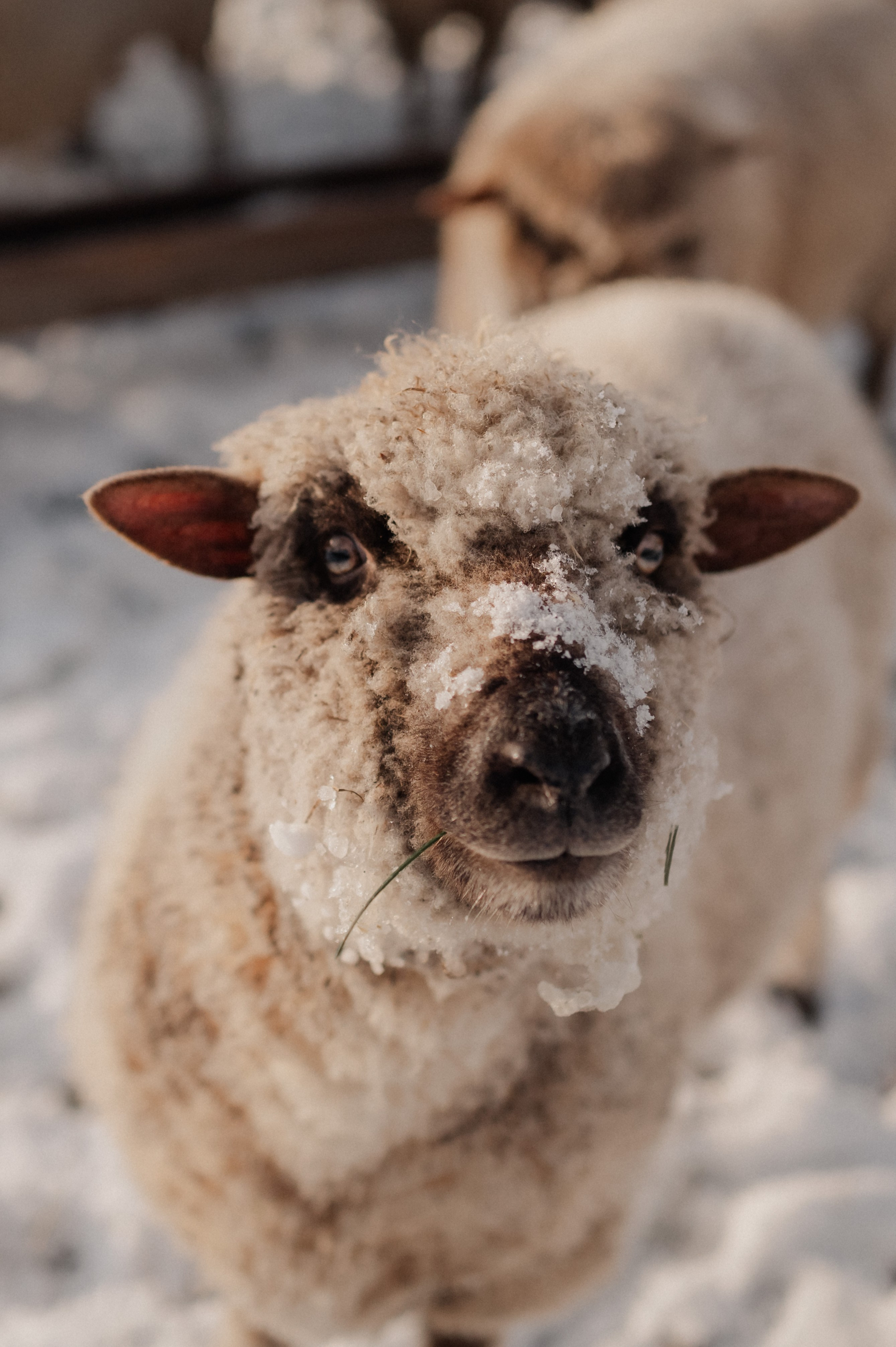 WINTER. Fotografin Ansbach - Paare | Hochzeit | After Wedding