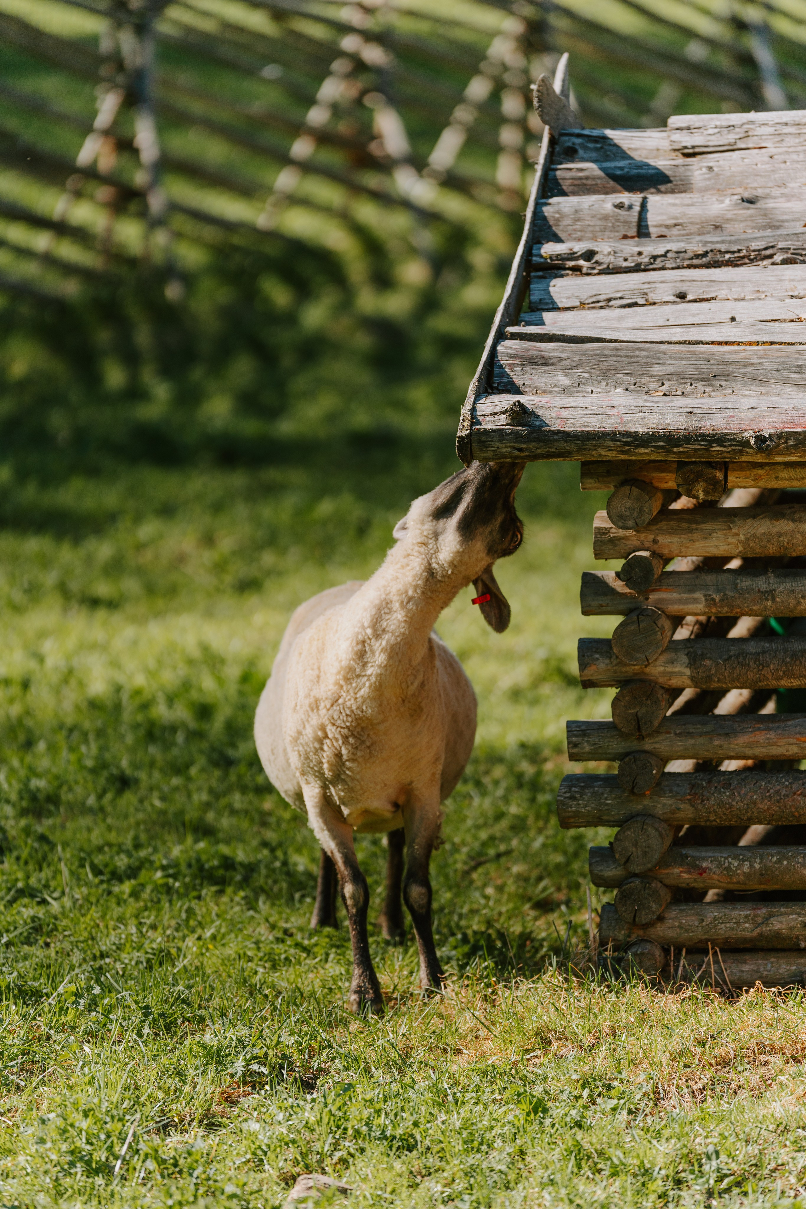 Sinkkolan kotieläinpiha