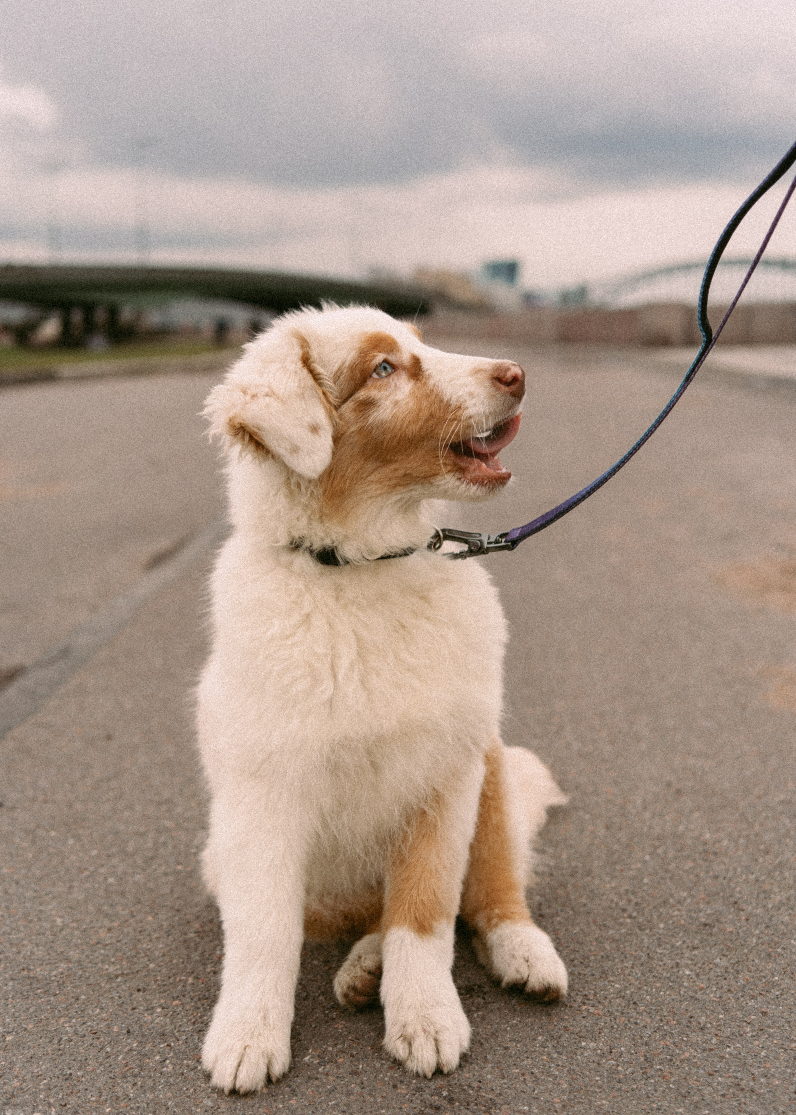Anna&Cosmo. Дарина Иванова, лайфстайл фотограф в Неаполе. Портреты, свадьбы