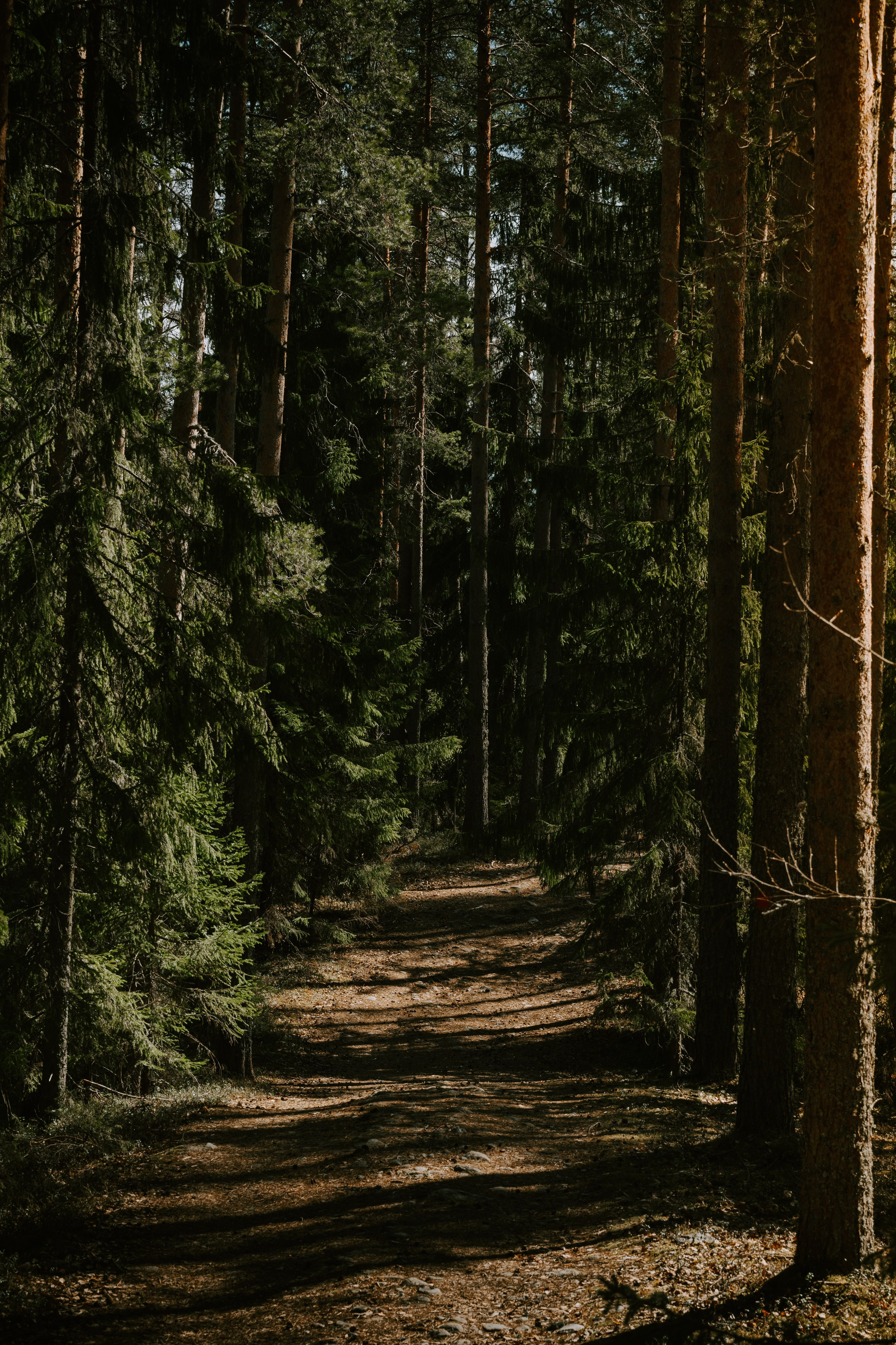 Gallery. Natasha Shakh