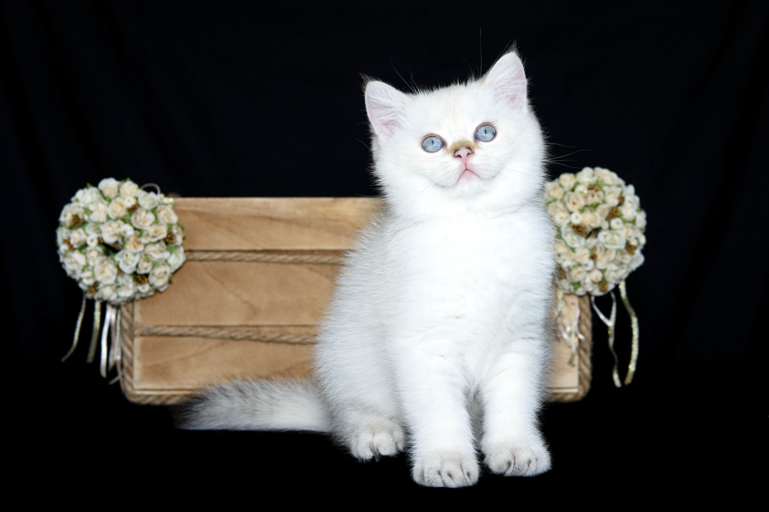 Питомник британских золотых шиншилл в Греции, британские кошки, питомник британских кошек, питомник золотых шиншилл, питомник золотых британцев, британская кошка Кипр, британская золотая шиншилла Лимассол, питомник британских кошек на Кипре