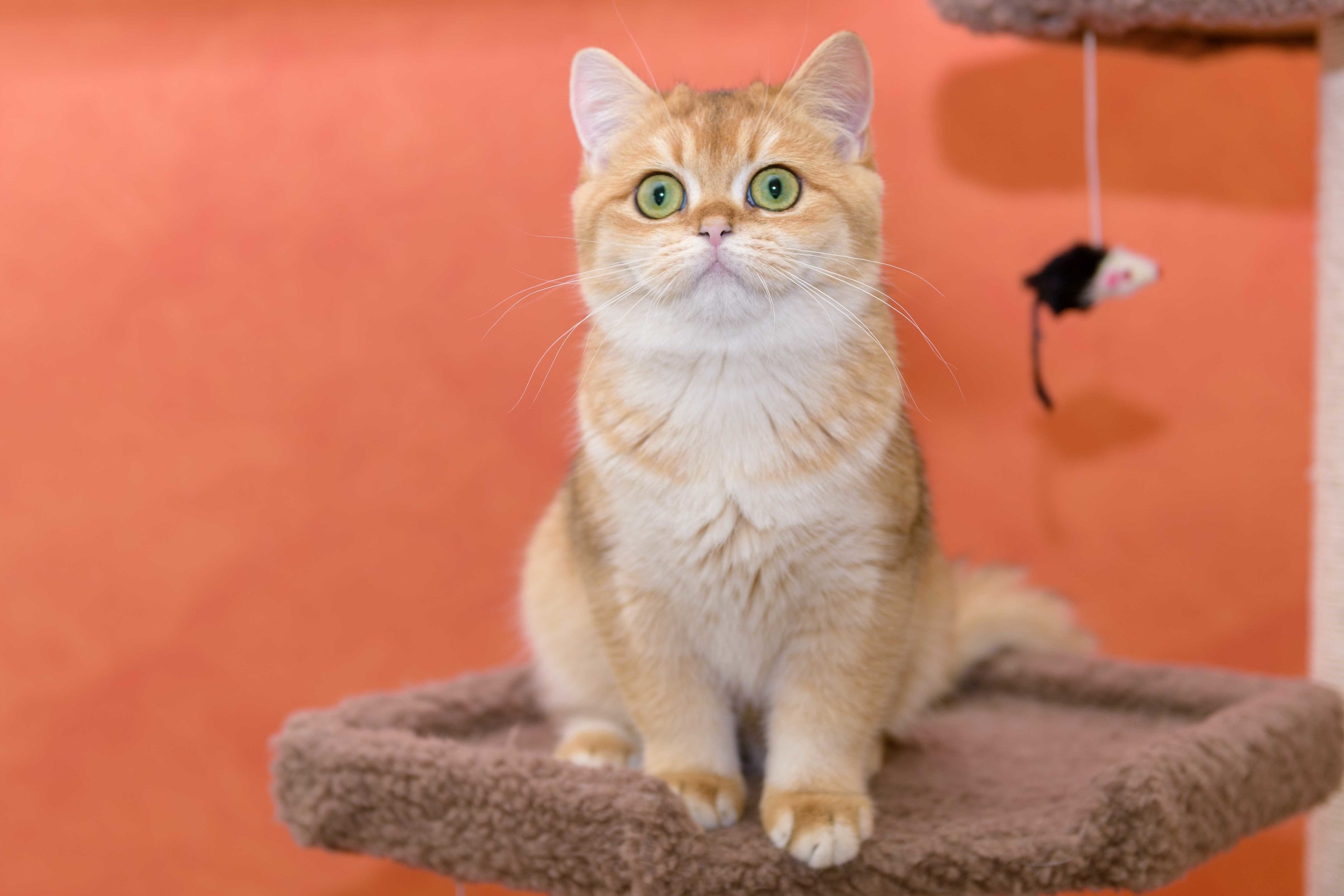 Питомник британских золотых шиншилл в Греции, британские кошки, питомник британских кошек, питомник золотых шиншилл, питомник золотых британцев, британская кошка Кипр, британская золотая шиншилла Лимассол, питомник британских кошек на Кипре