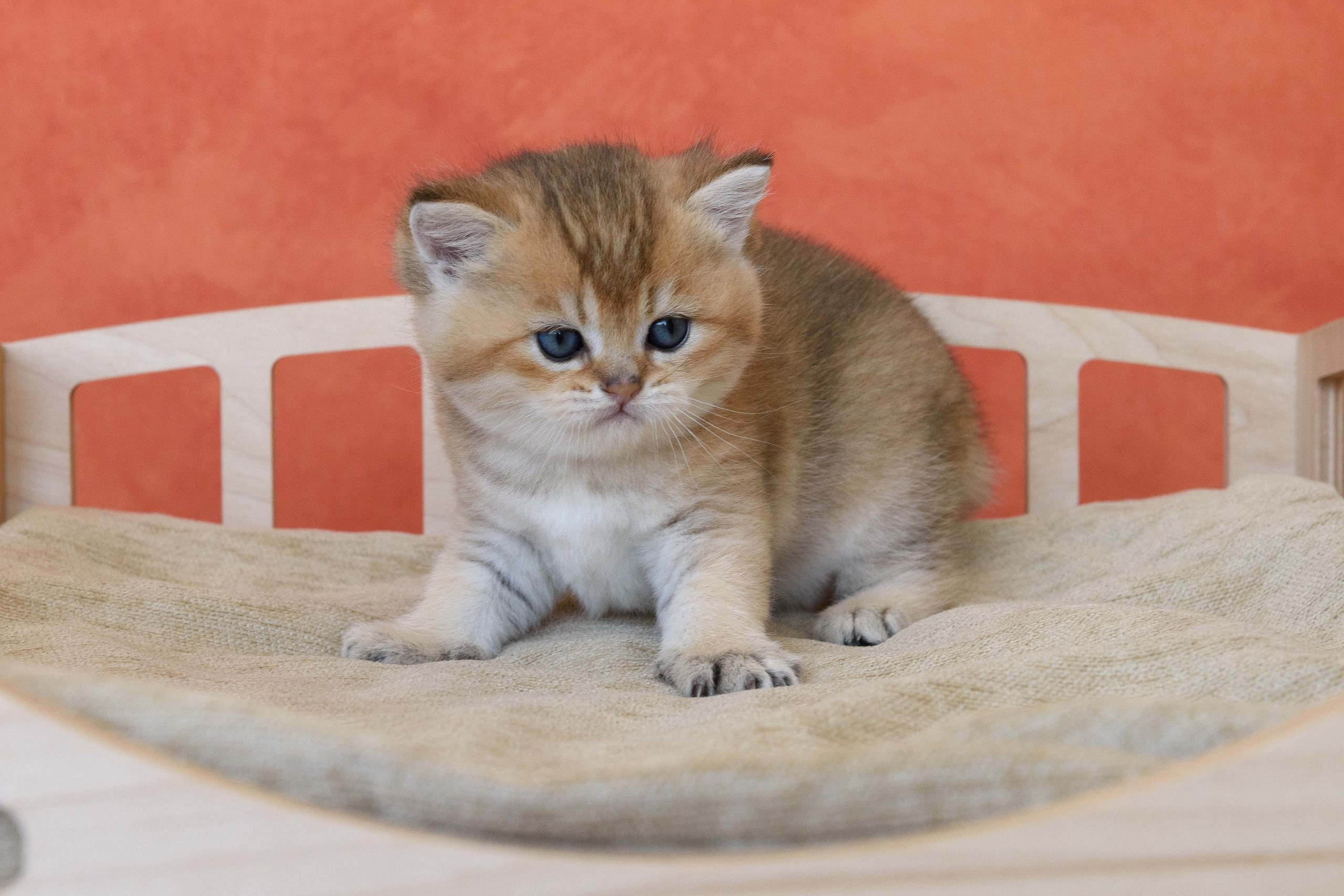 Питомник британских золотых шиншилл в Греции, британские кошки, питомник британских кошек, питомник золотых шиншилл, питомник золотых британцев, британская кошка Кипр, британская золотая шиншилла Лимассол, питомник британских кошек на Кипре