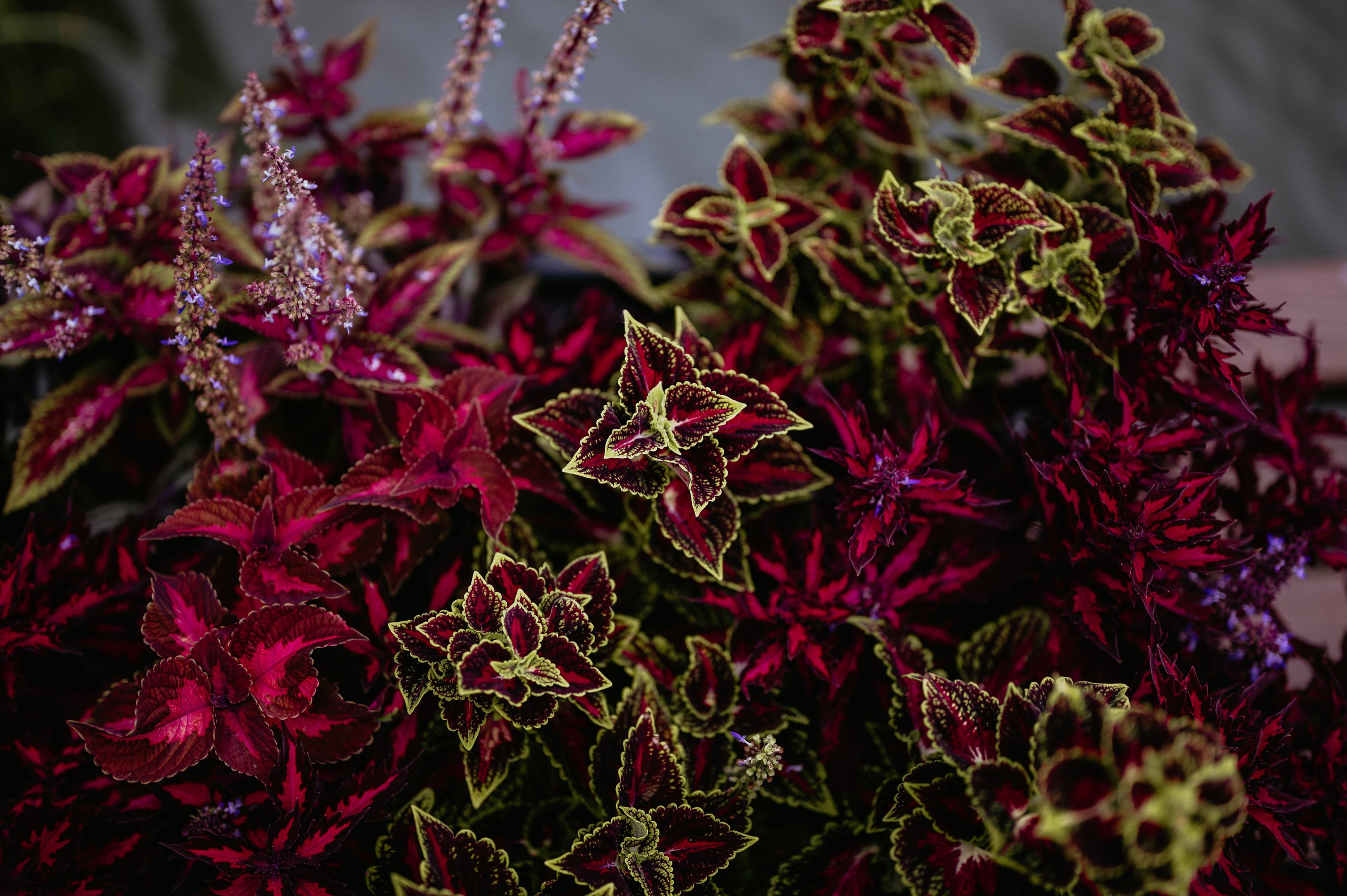 Flavio si Sarona. Valentin Melen - fotograf de nunta 🤍