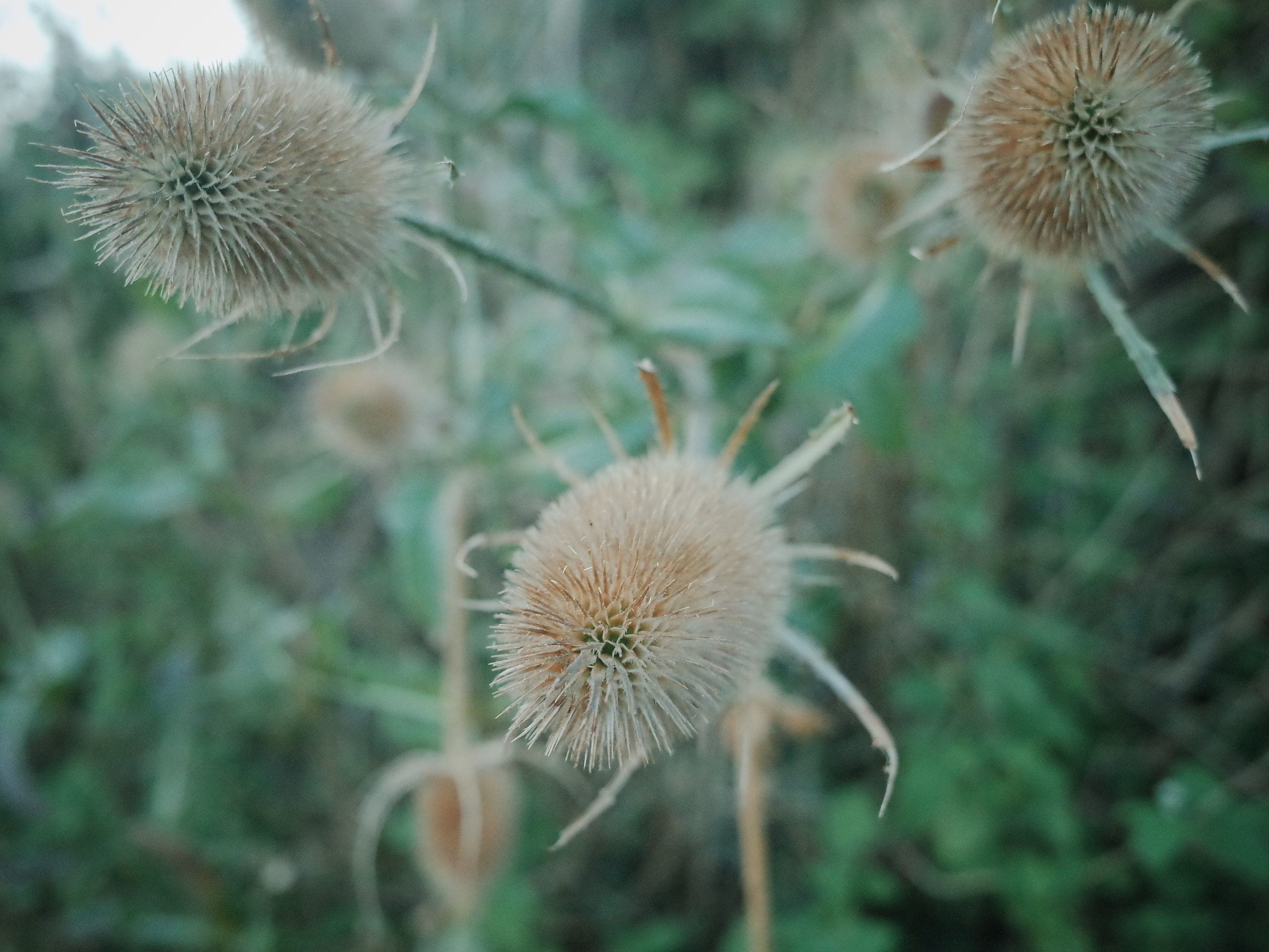 Angry walk of not belonging. Victoria Dini. Art photography in London / Folkestone, UK