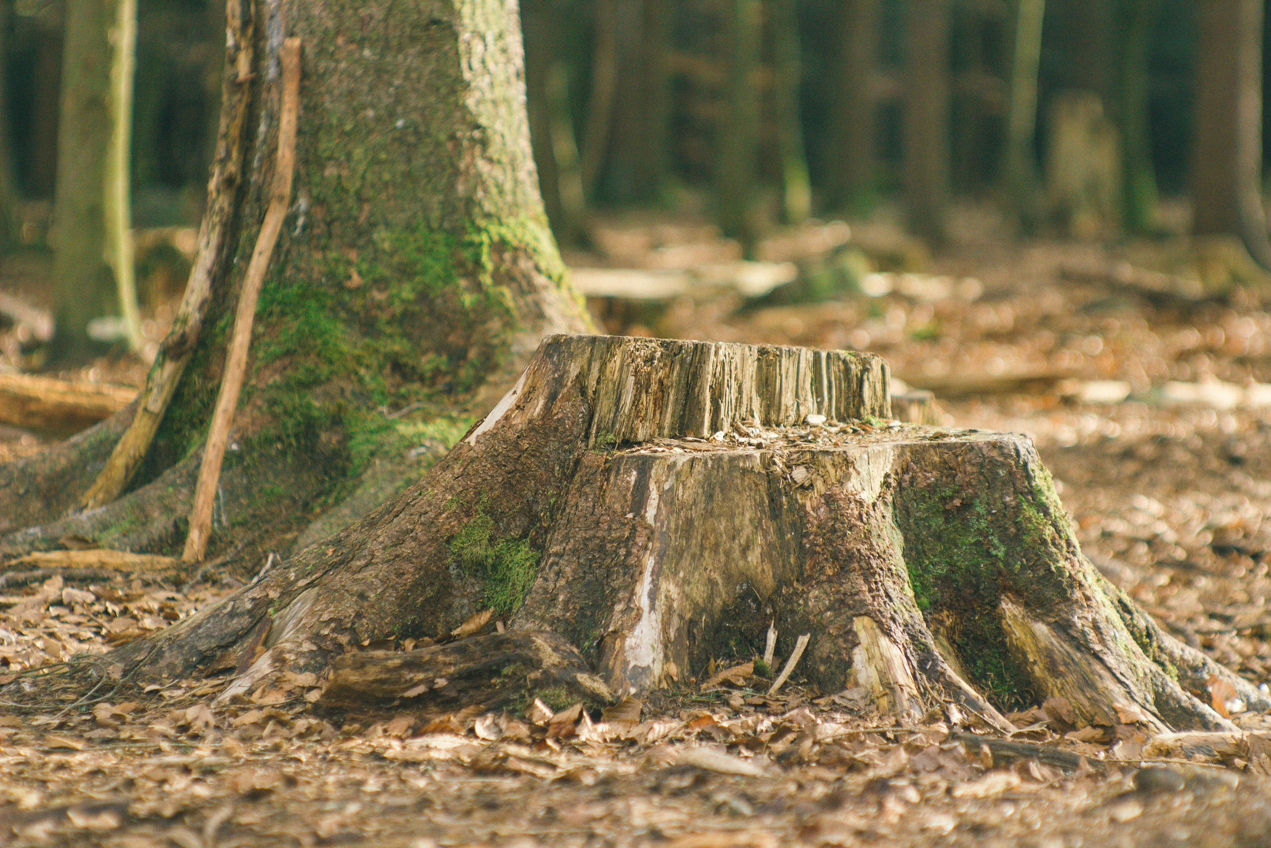 Над вершинами деревьев Baumwipfelpfad. Фотограф в Германии — Мария Чистякова