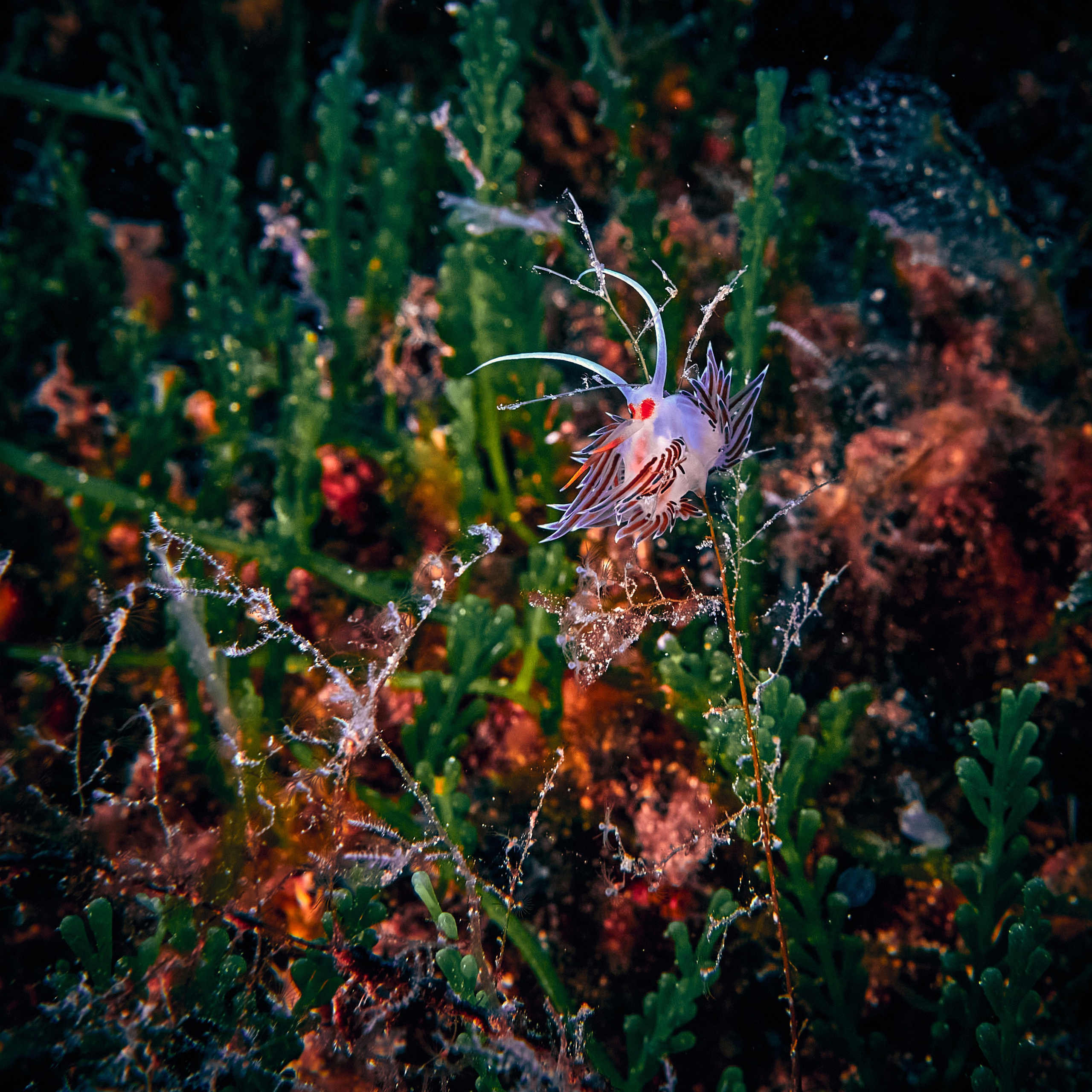 Fotograf podwodny Andriej Szypiłow - Fauna i flora Czerwonego i Adriatyckiego Mórz. Andriej Szypilow - Fotografia & Wideografia