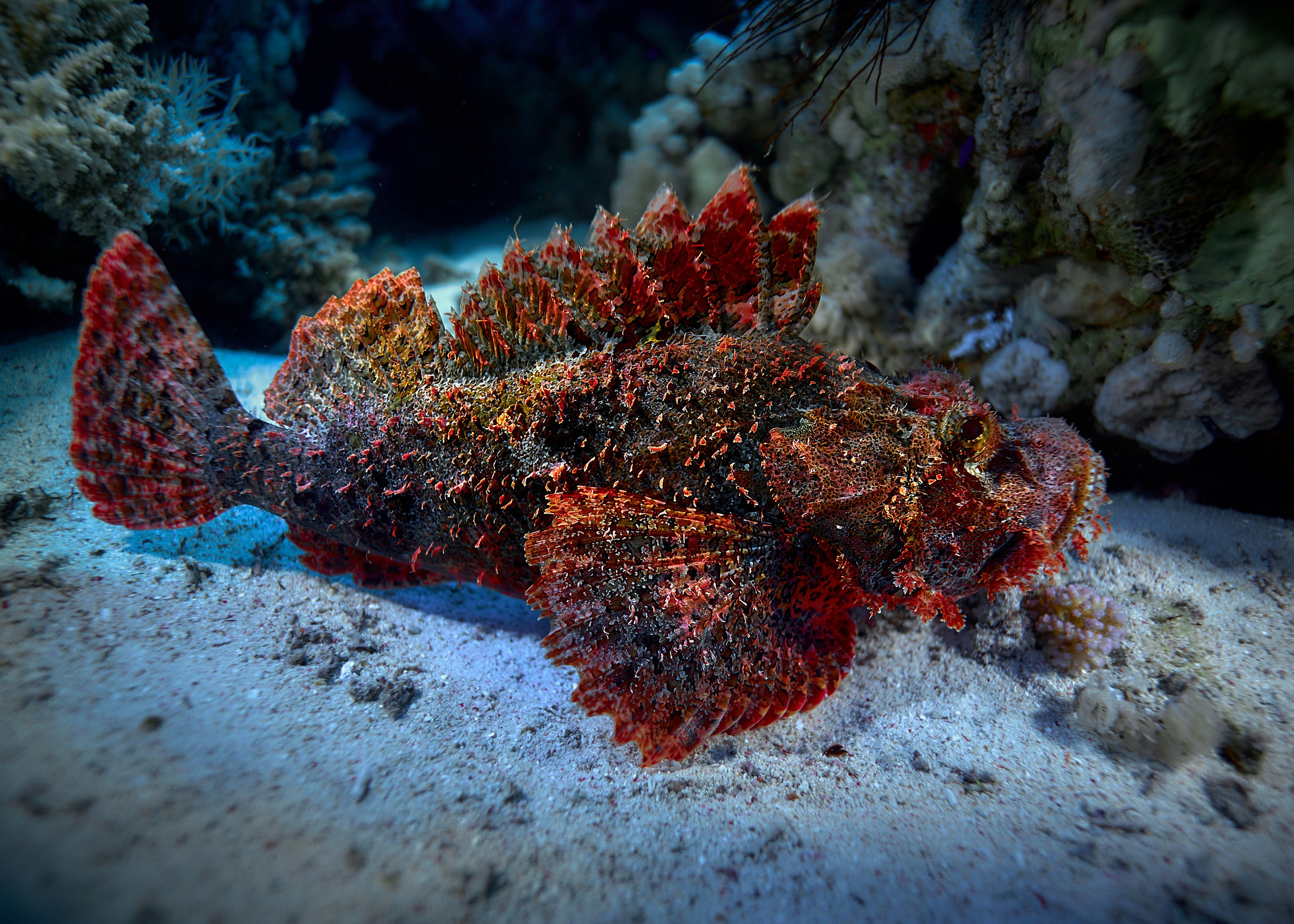 Fotograf podwodny Andriej Szypiłow - Fauna i flora Czerwonego i Adriatyckiego Mórz. Andriej Szypilow - Fotografia & Wideografia