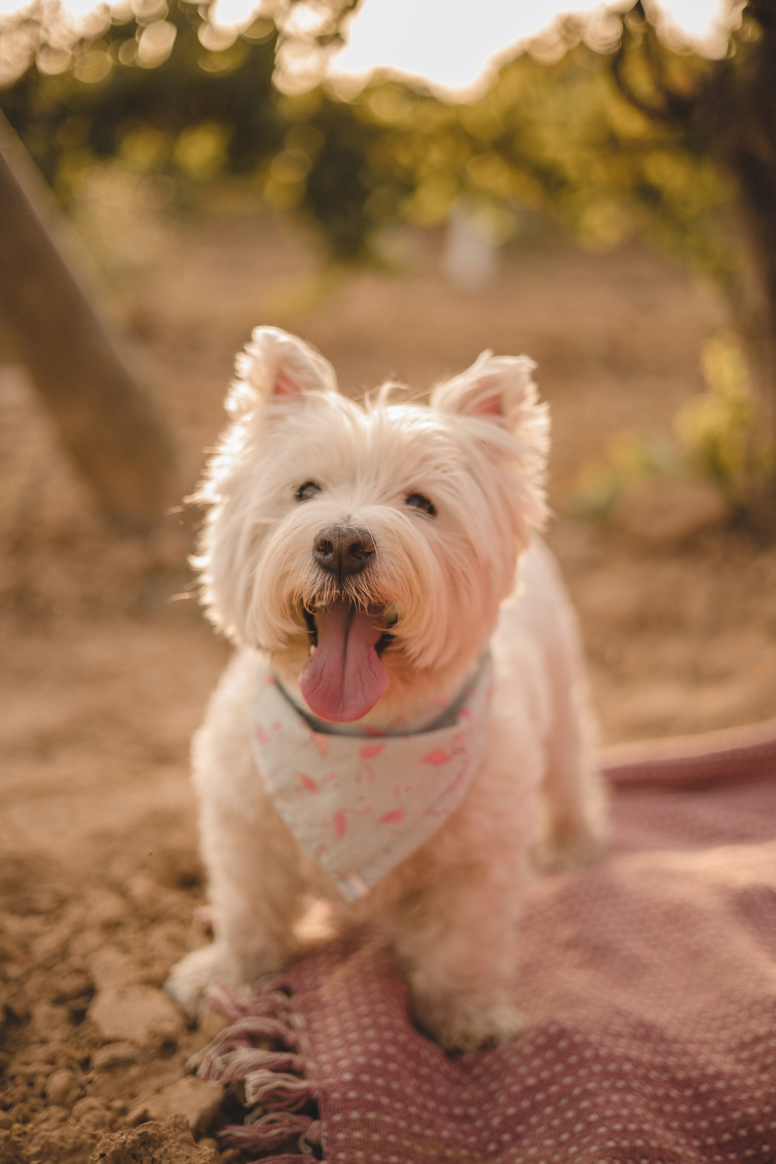 Vineyard. Photographer Videographer Spain Barcelona Tarragona