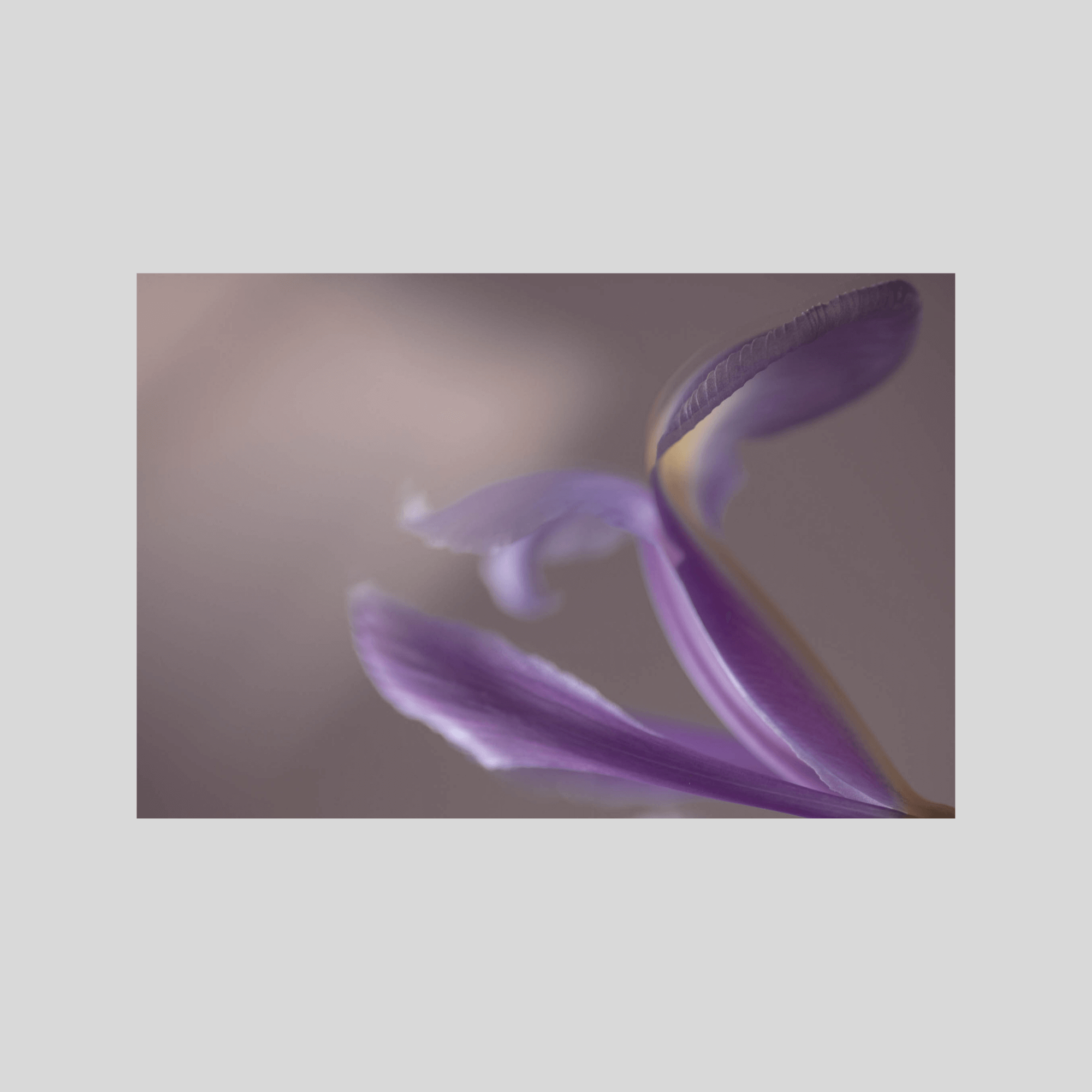 50 SHADES OF PURPLE. Natalja Poplavska — Visual artist, Photographer, East Sussex, London