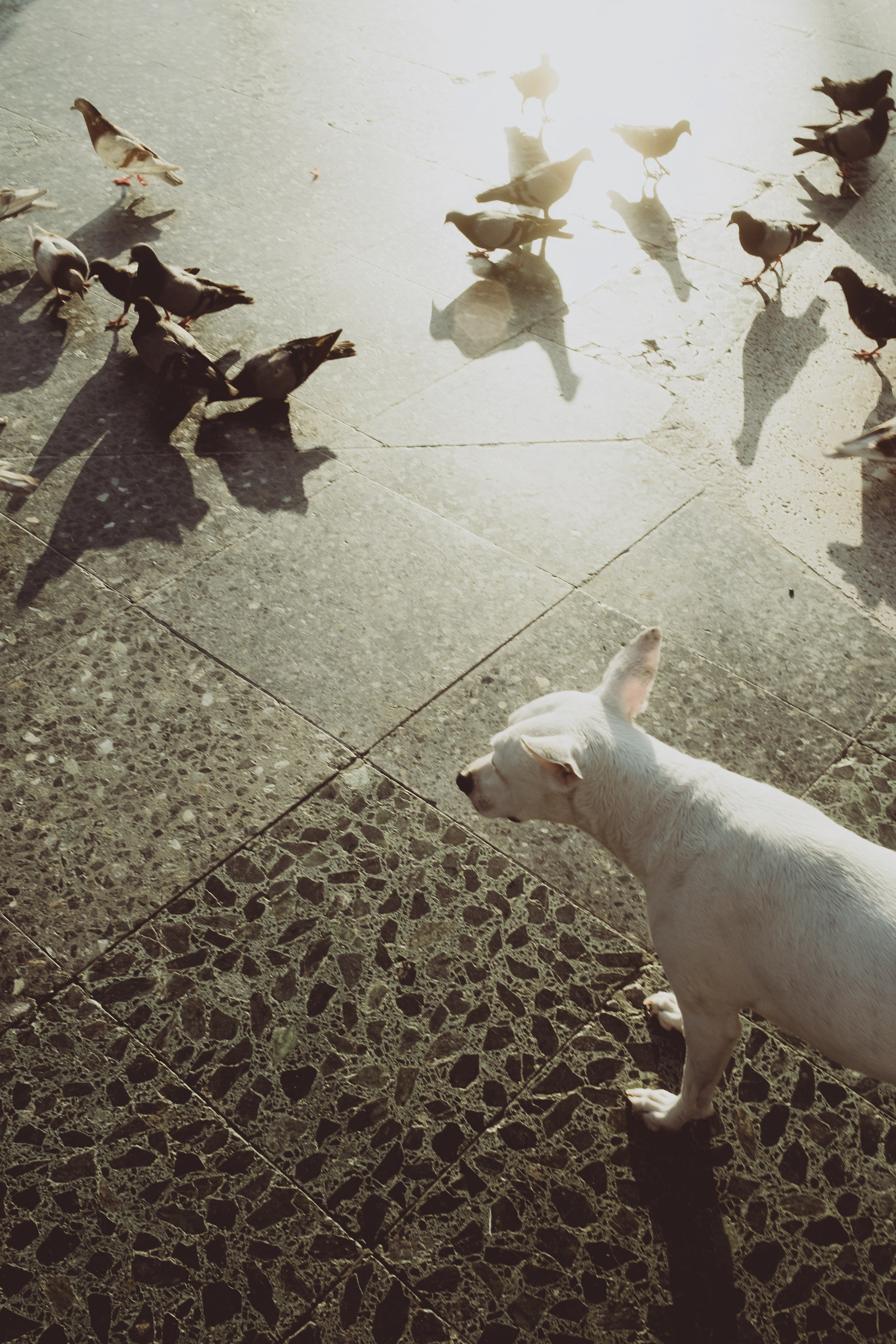 Lisan & Angel. Paola fotógrafo / videografo de bodas en Barcelona