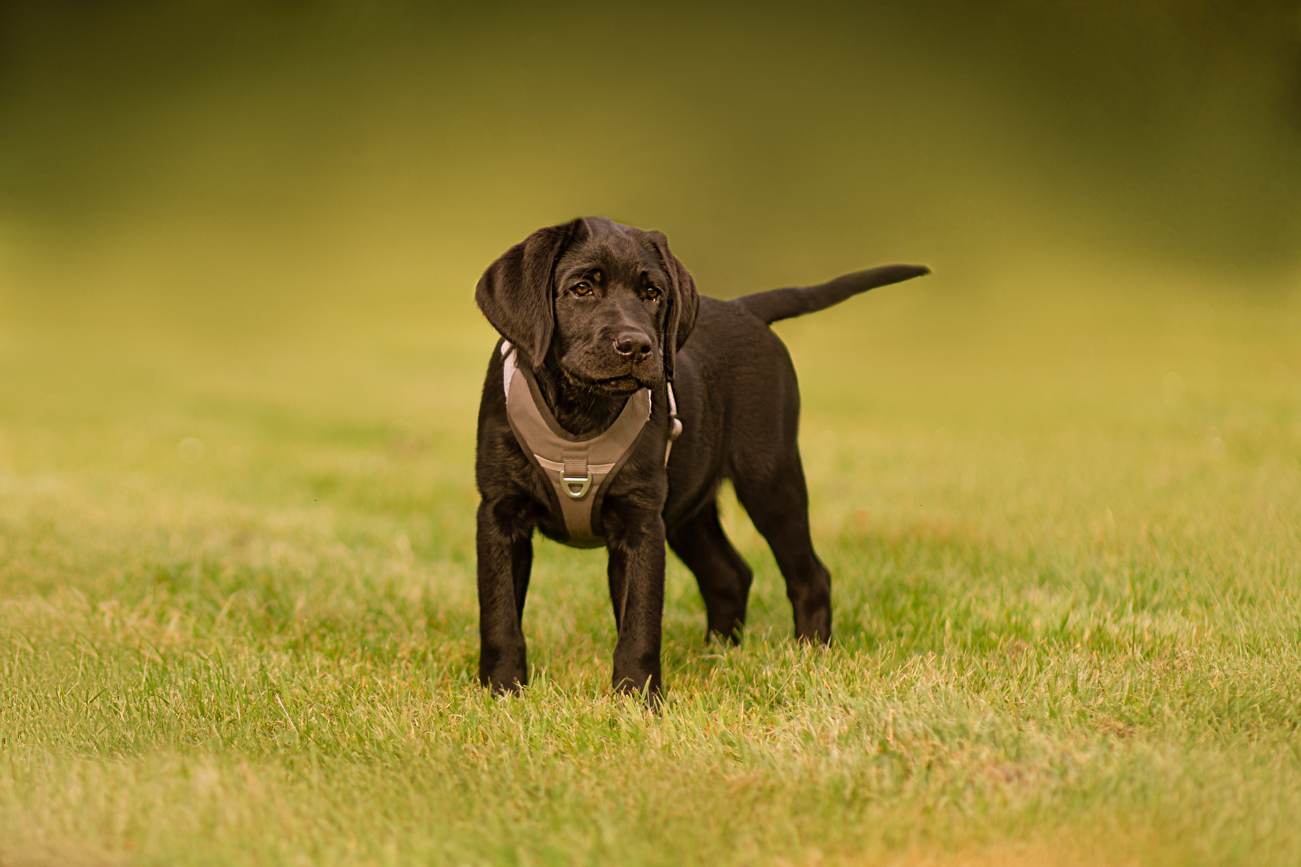 Familienbilder. Hochzeit und Familien Fotografin aus Weilerswist Natalie Schott
