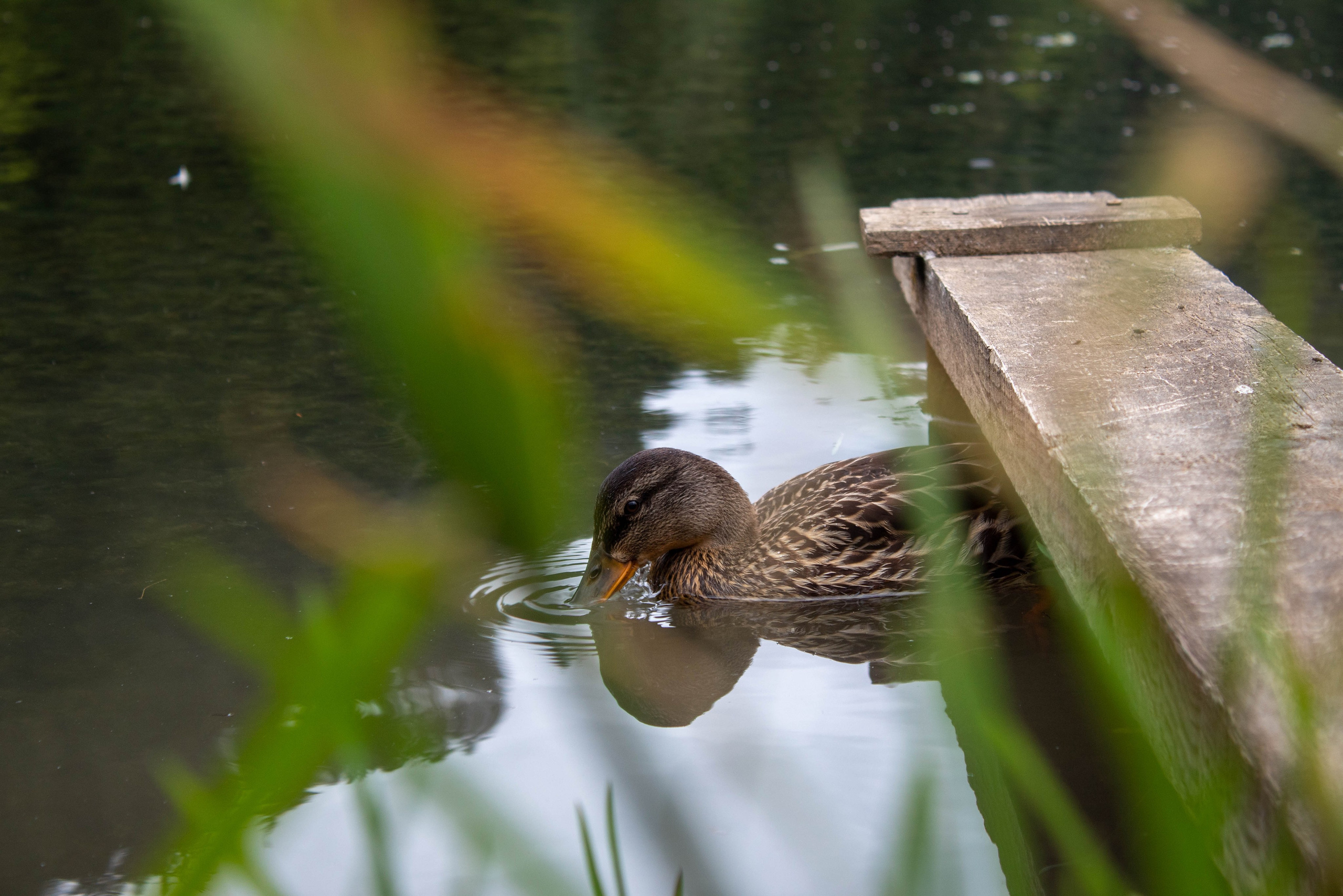 Duck with brown peeking over from a lake.
