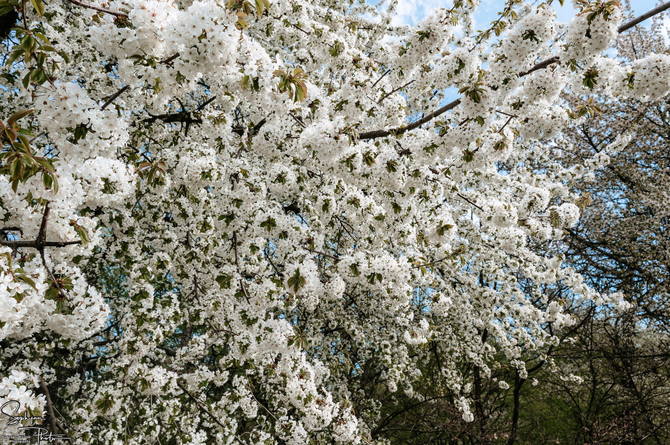 Sedinta foto save the date Andreea&Andrei