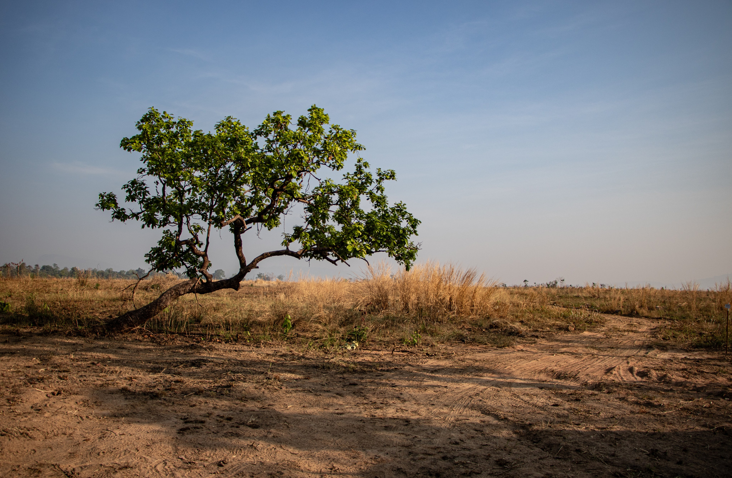 Paysage des terrains d'actions d'APOPO.