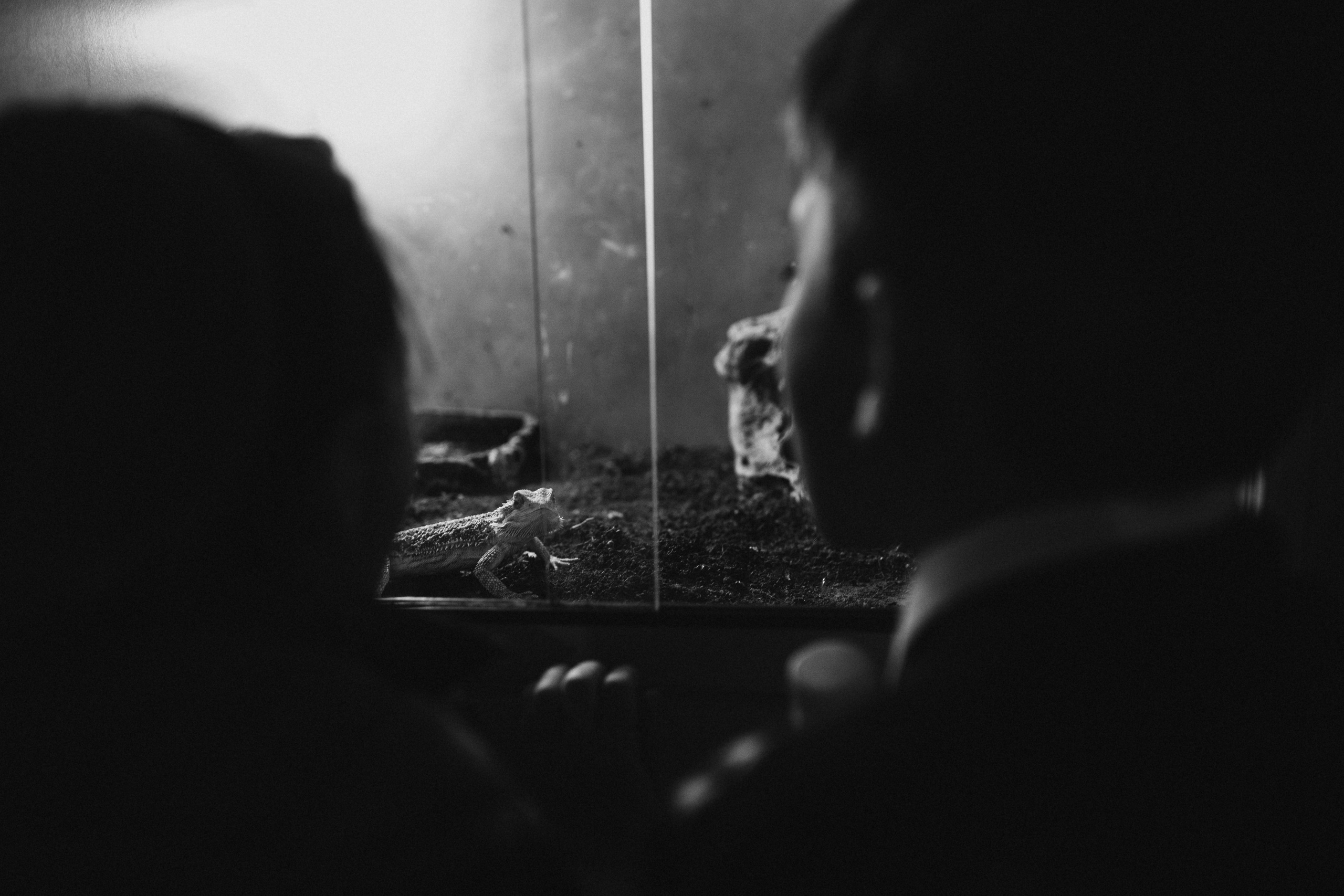чёрно-белая  социальная фотография  «Доброе сердце» дети смотрят в аквариум на ящерицу