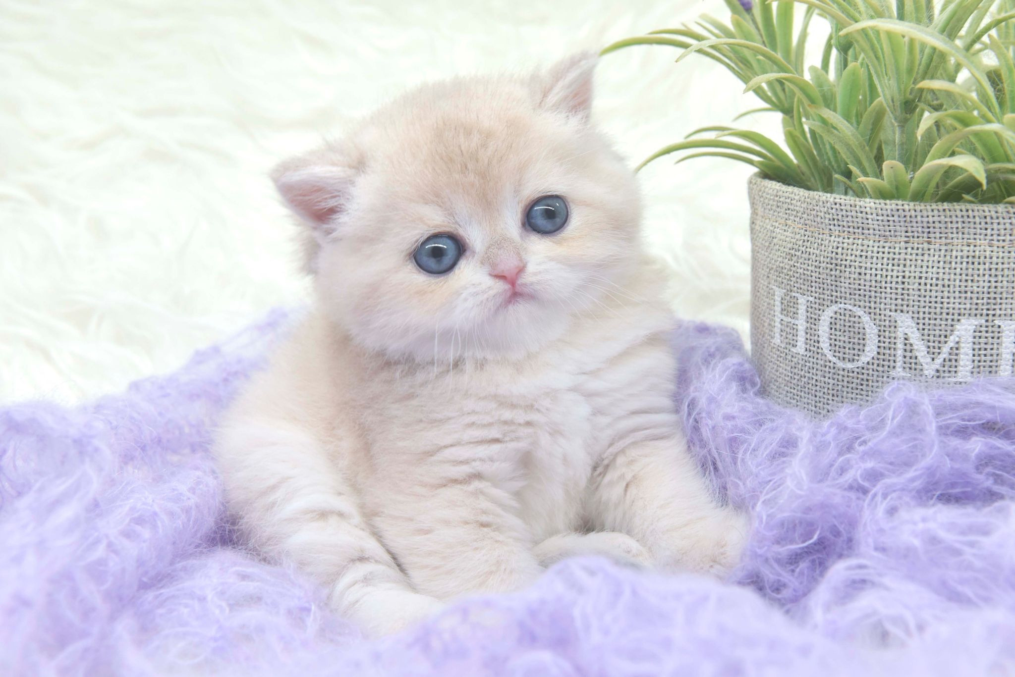 Cattery British shorthair Cyprus, cattery british shorthair Limassol,. British shorthair Cyprus, british shorthair cattery in UK, british cat